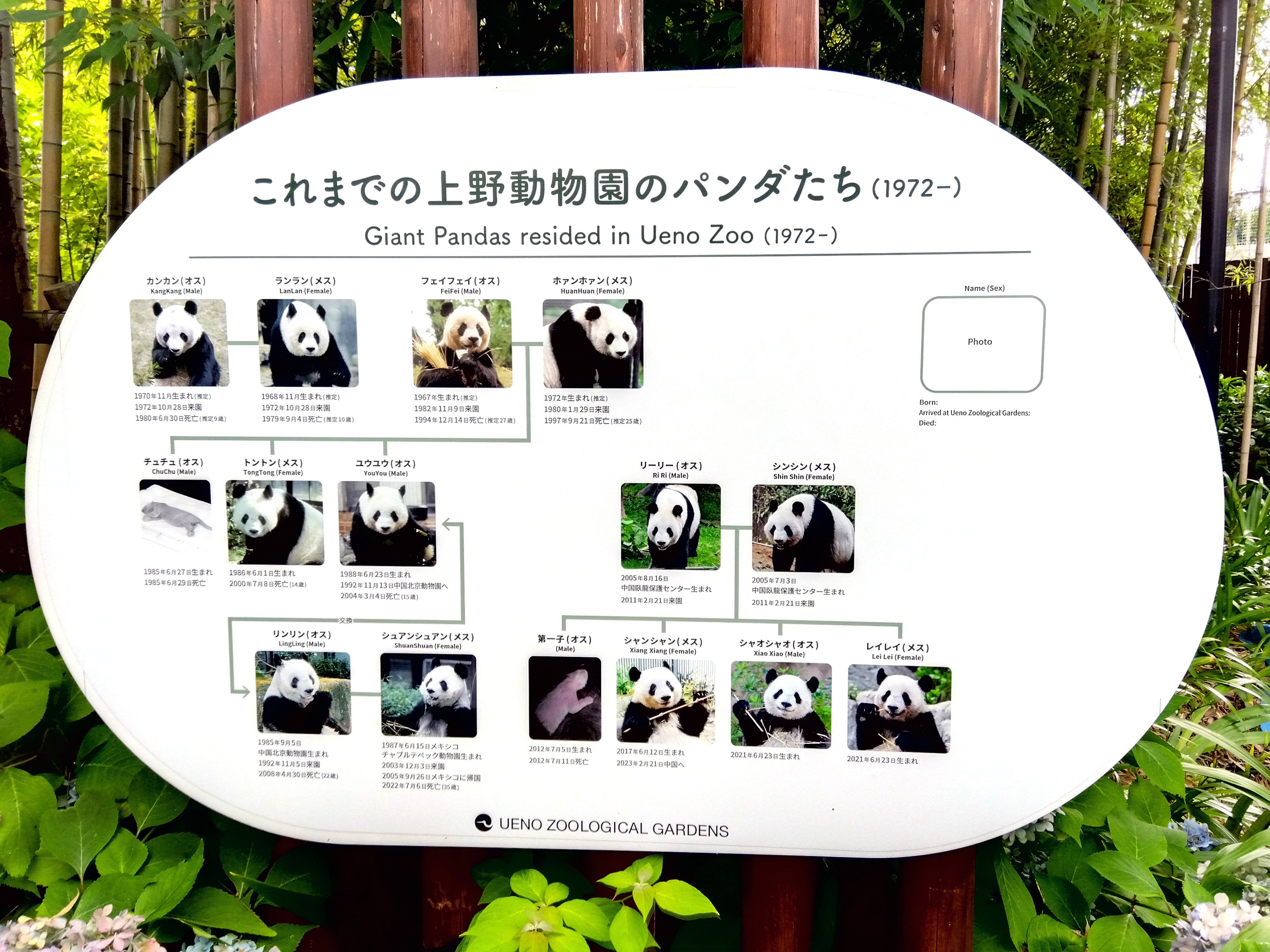 つなぐ　上野歴代パンダ抄本　上野動物園ジャイアントパンダ飼育の50年 つなぐ-上野動物園ジャイアントパンダ飼育の50年【抄本】」 | ほのぼの