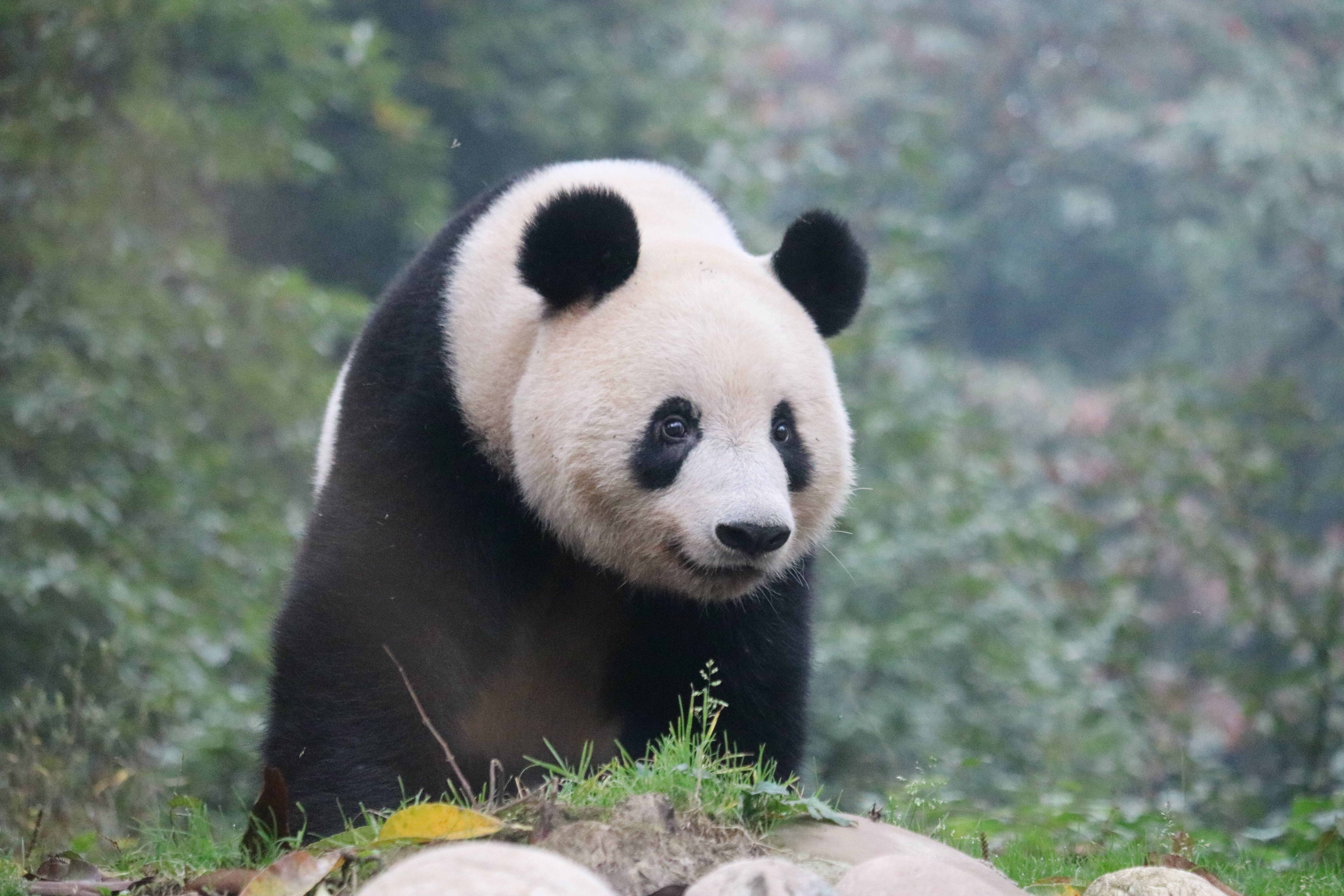 上野のパンダ 吉德コラボぬいぐるみをはじめ、上野パンダグッズが続々登場！上野案内