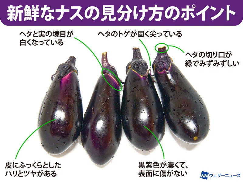 豆知識②｜まっちゃん