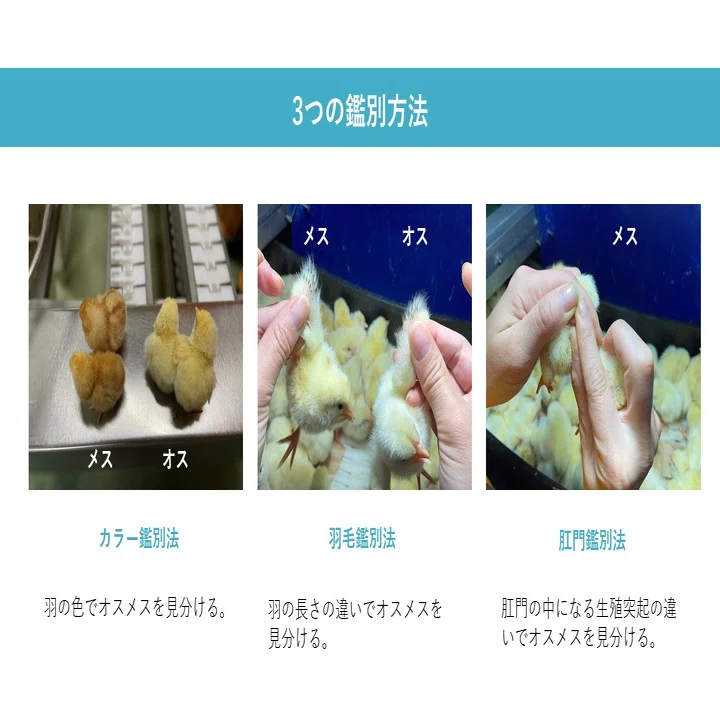 ヒヨコ｣といったら？｢ヒヨコ｣にまつわる雑学｜正則学園高等学校