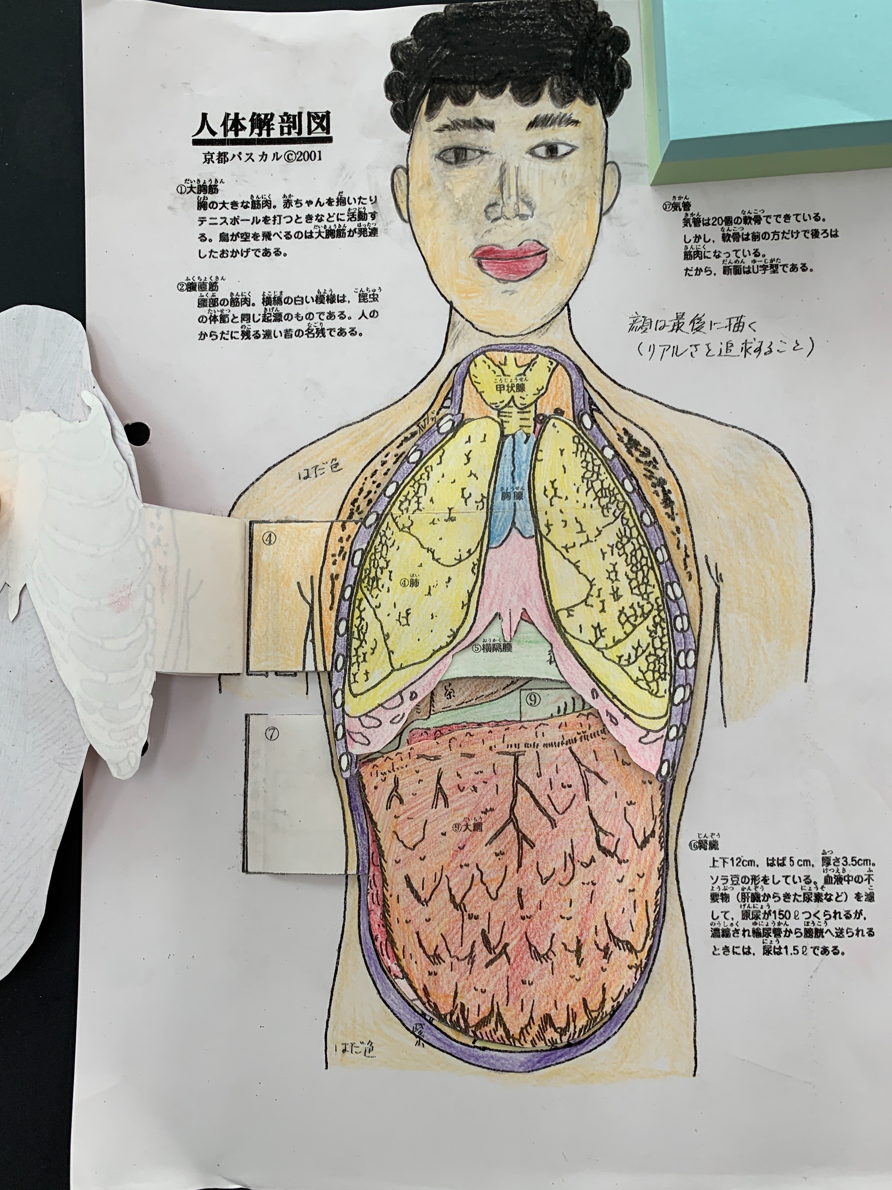 実習人体解剖図譜 実習人体解剖図譜 実習人体解剖図譜 (1948年) |本 | 通販 | Amazon