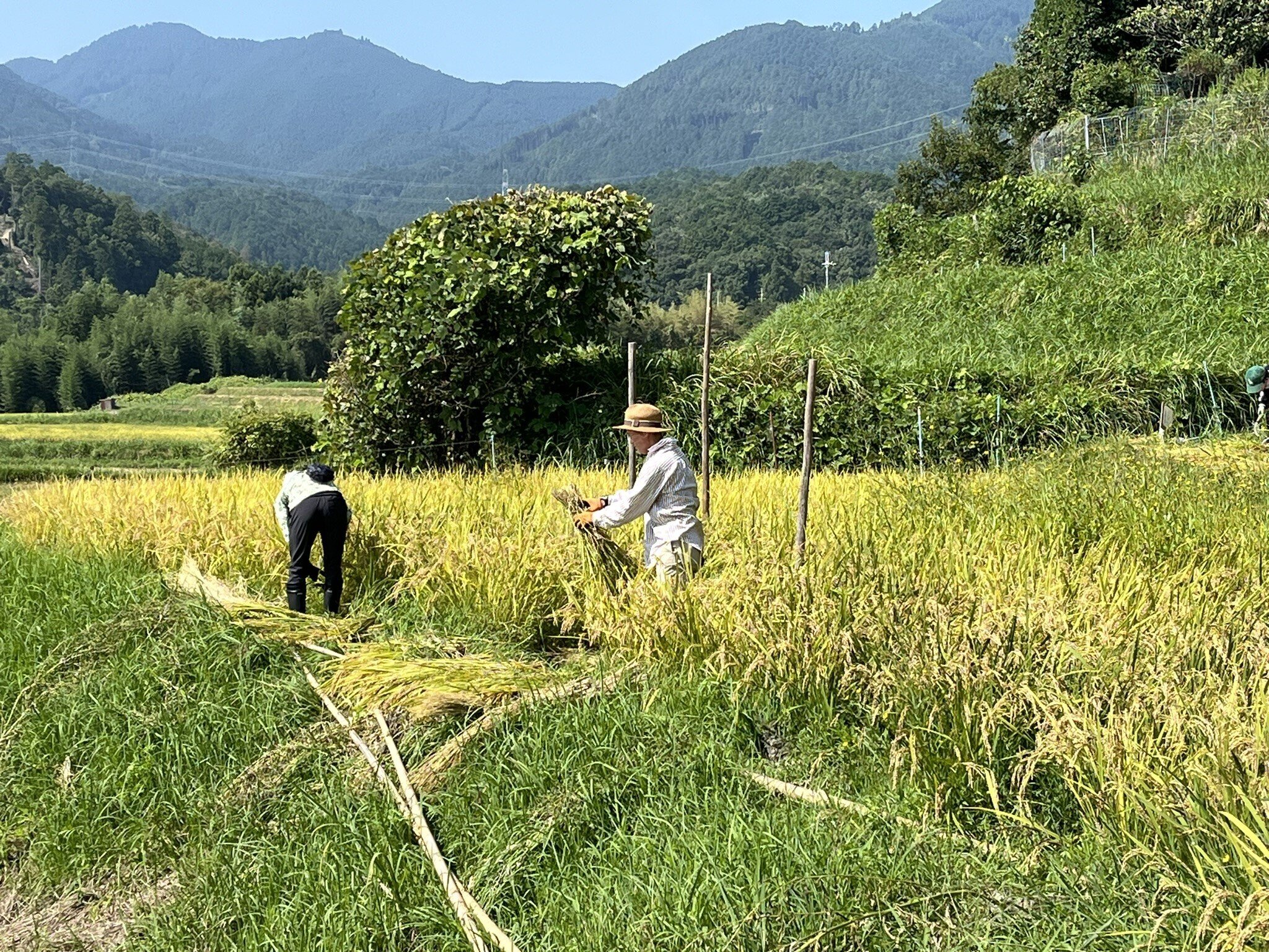 稲刈り前の田んぼと稲穂 | 投稿 | 減農薬米・富山のお米 農家