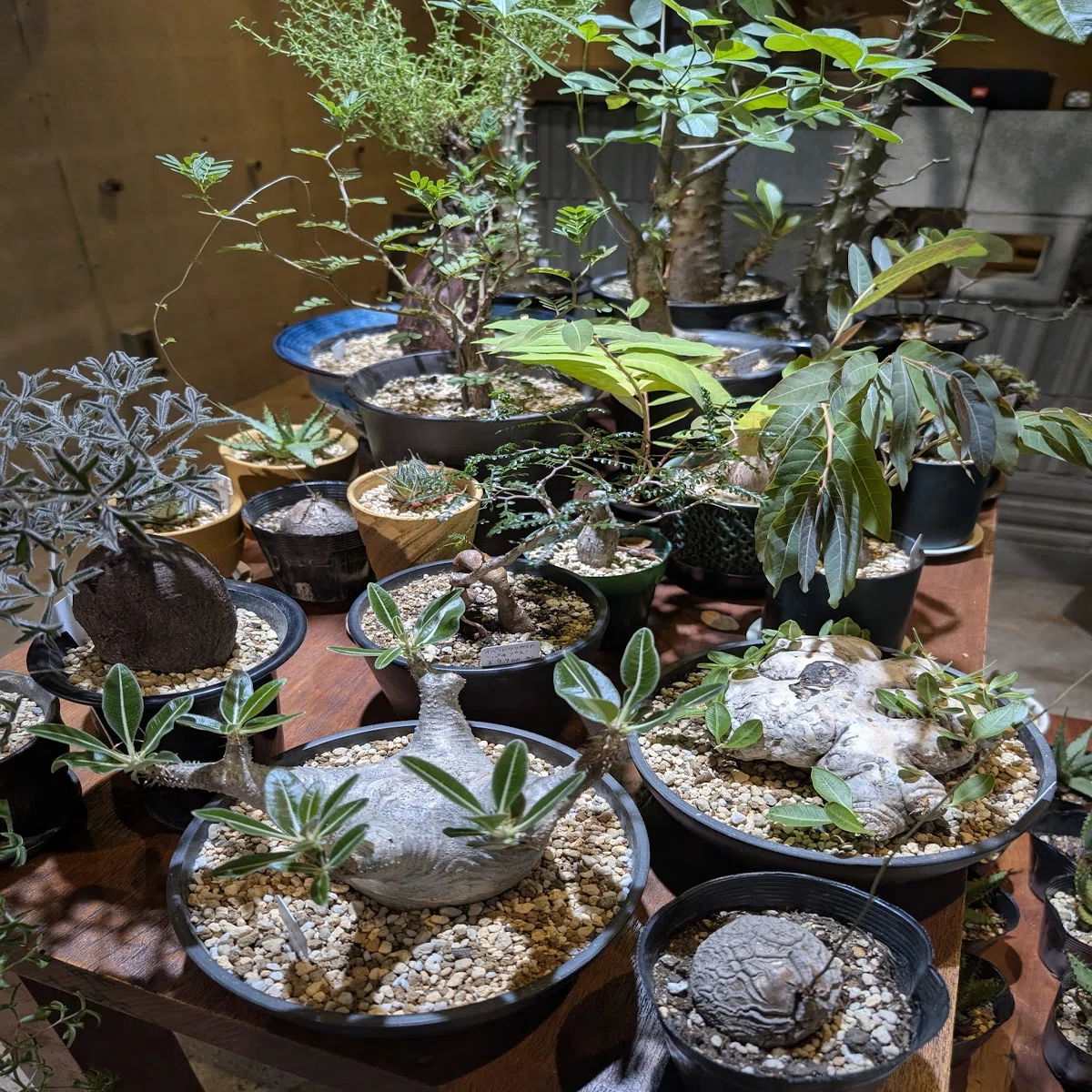 九品仏・自由が丘】多肉・塊根好きにささる植物屋ガディンツキー