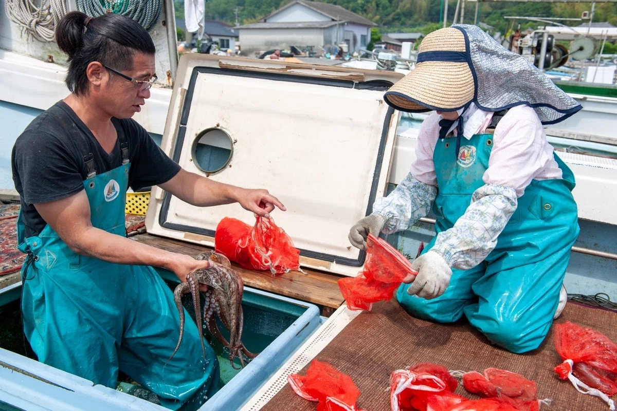タコの習性を活かした伝統的なタコ壺漁。 【ニッポンの魚獲り 