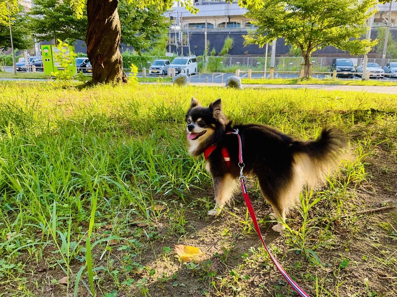 今日もいつもの朝日に照らされて、13年1日目を迎えることができました。　　　　　　