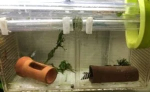 キンペコが隔離箱で繁殖・産卵しました！｜だんごむし。／趣味熱帯魚 