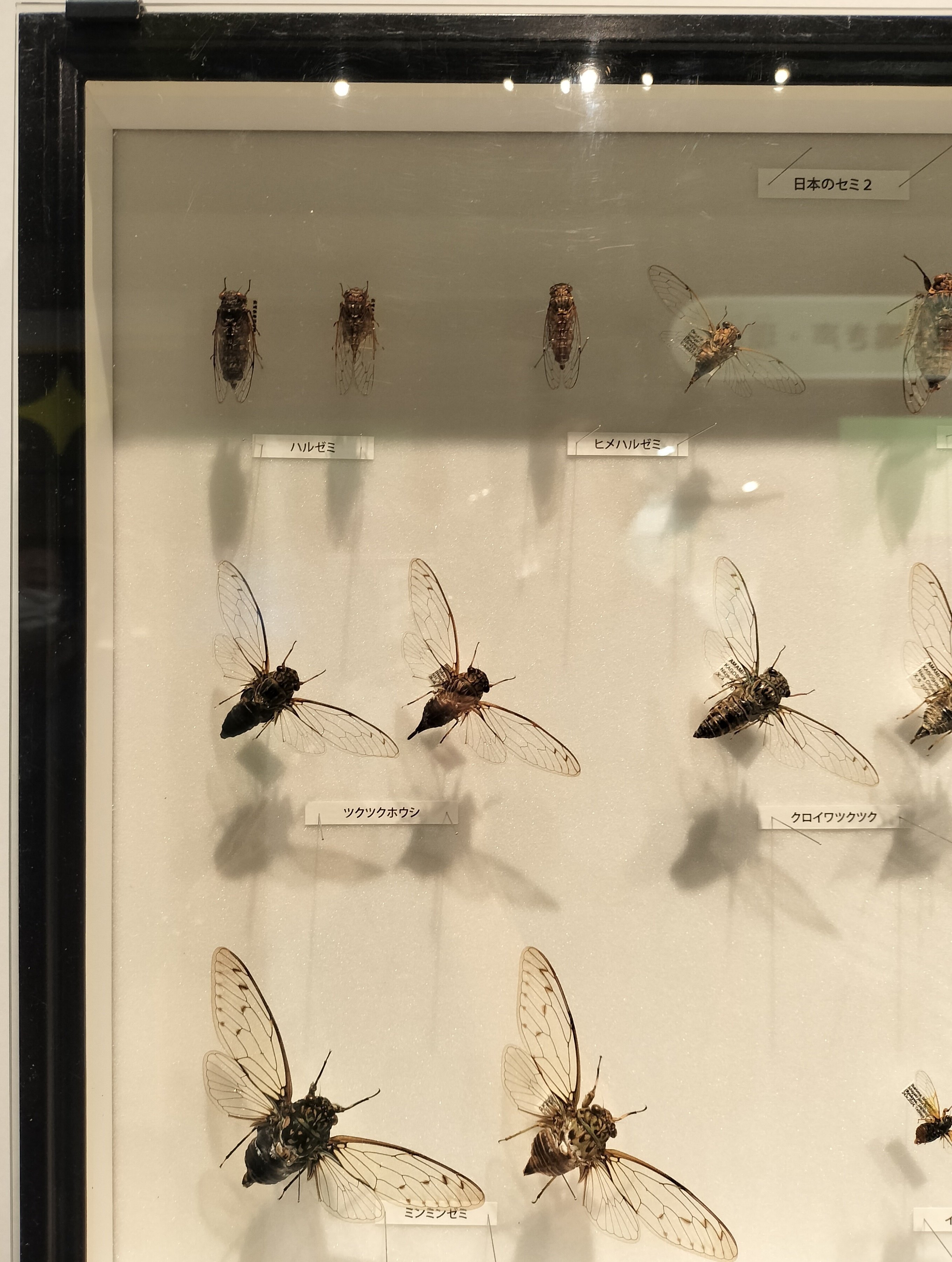カキカモルフォ！標本！1 楽天市場】昆虫標本 蝶の標本 アナクシビアモルフォ アクリル