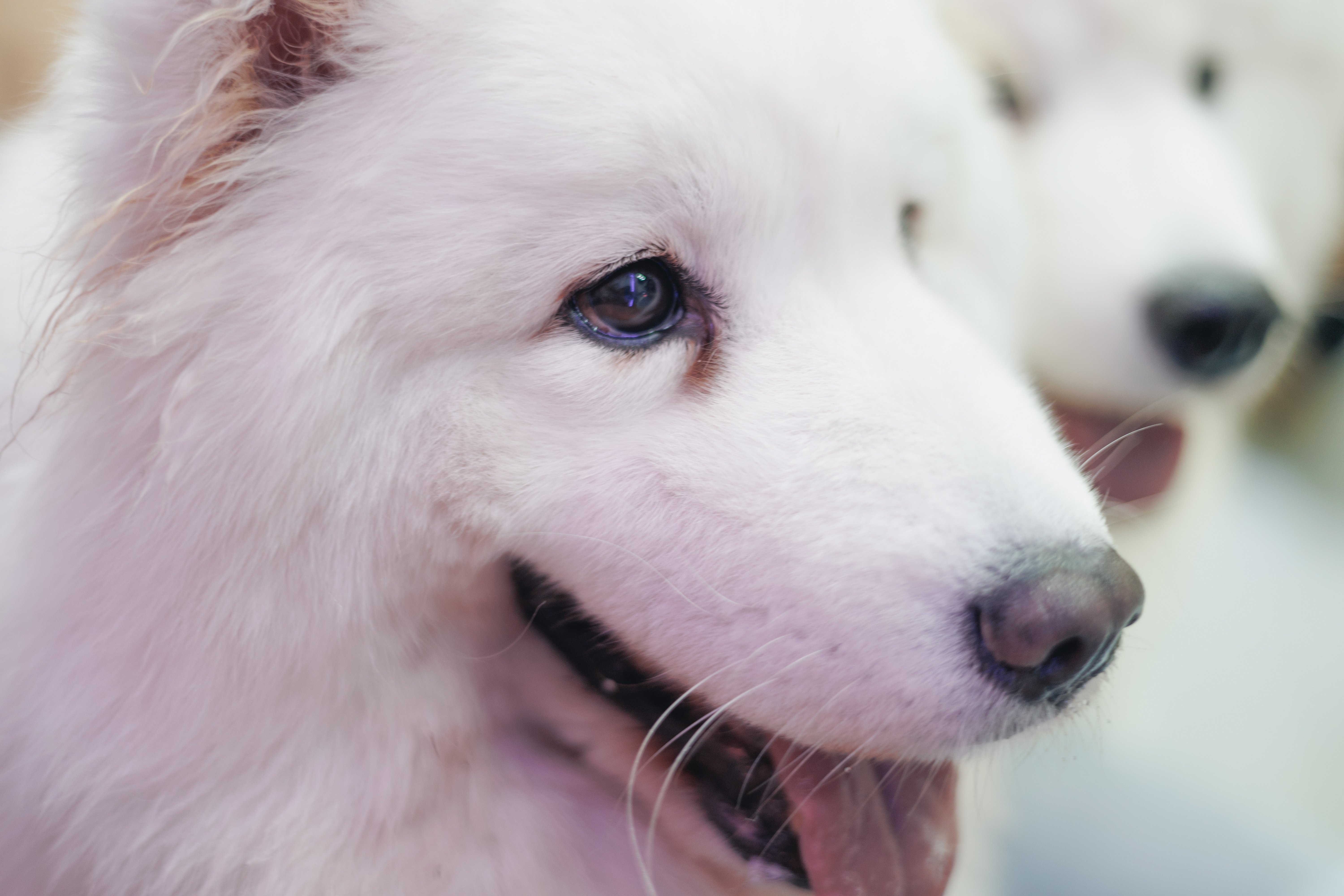 サモエドわんちゃん達と遊べる『Snow Pawttage』 | 癒しの写真21連弾