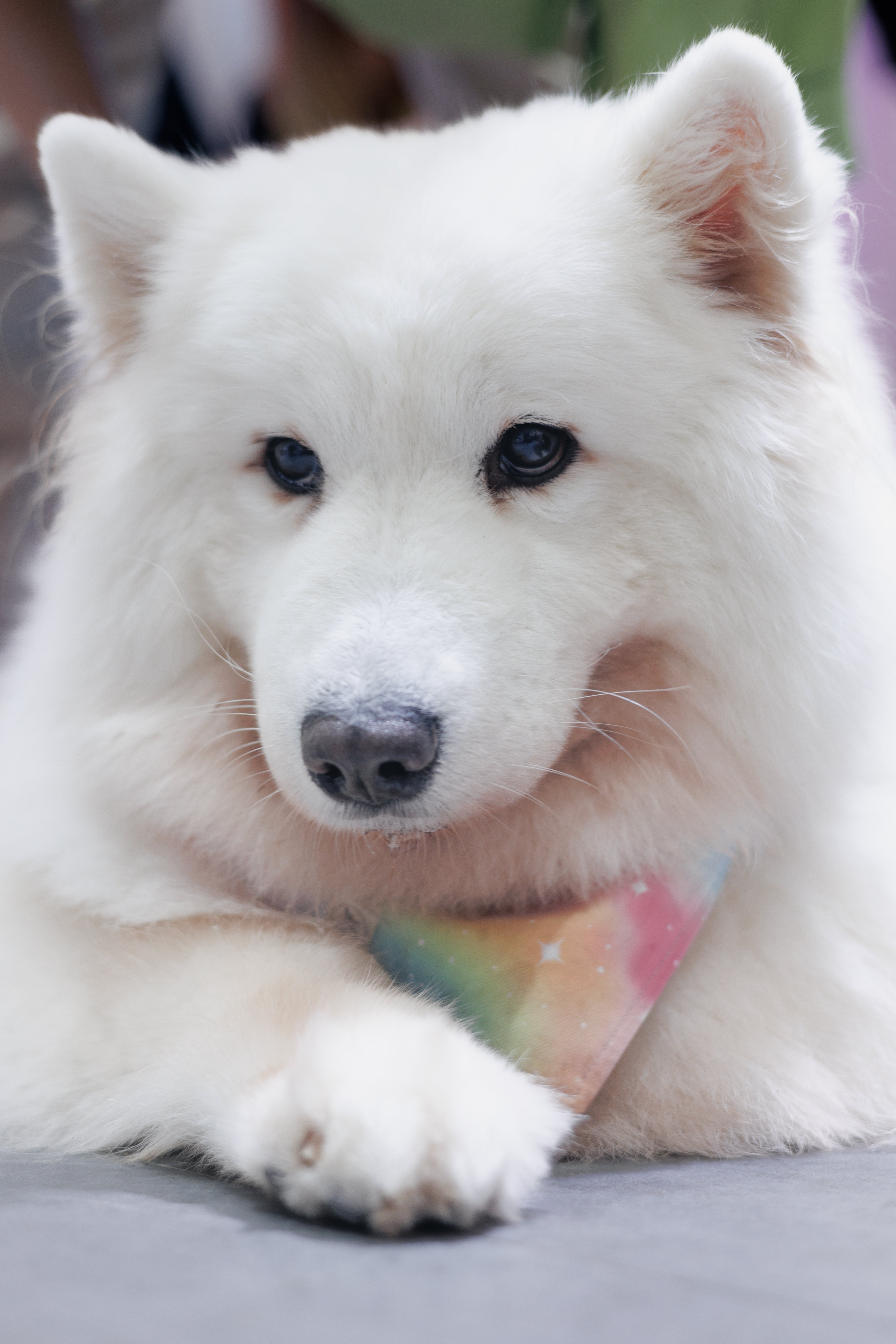 サモエドわんちゃん達と遊べる『Snow Pawttage』 | 癒しの写真21連弾