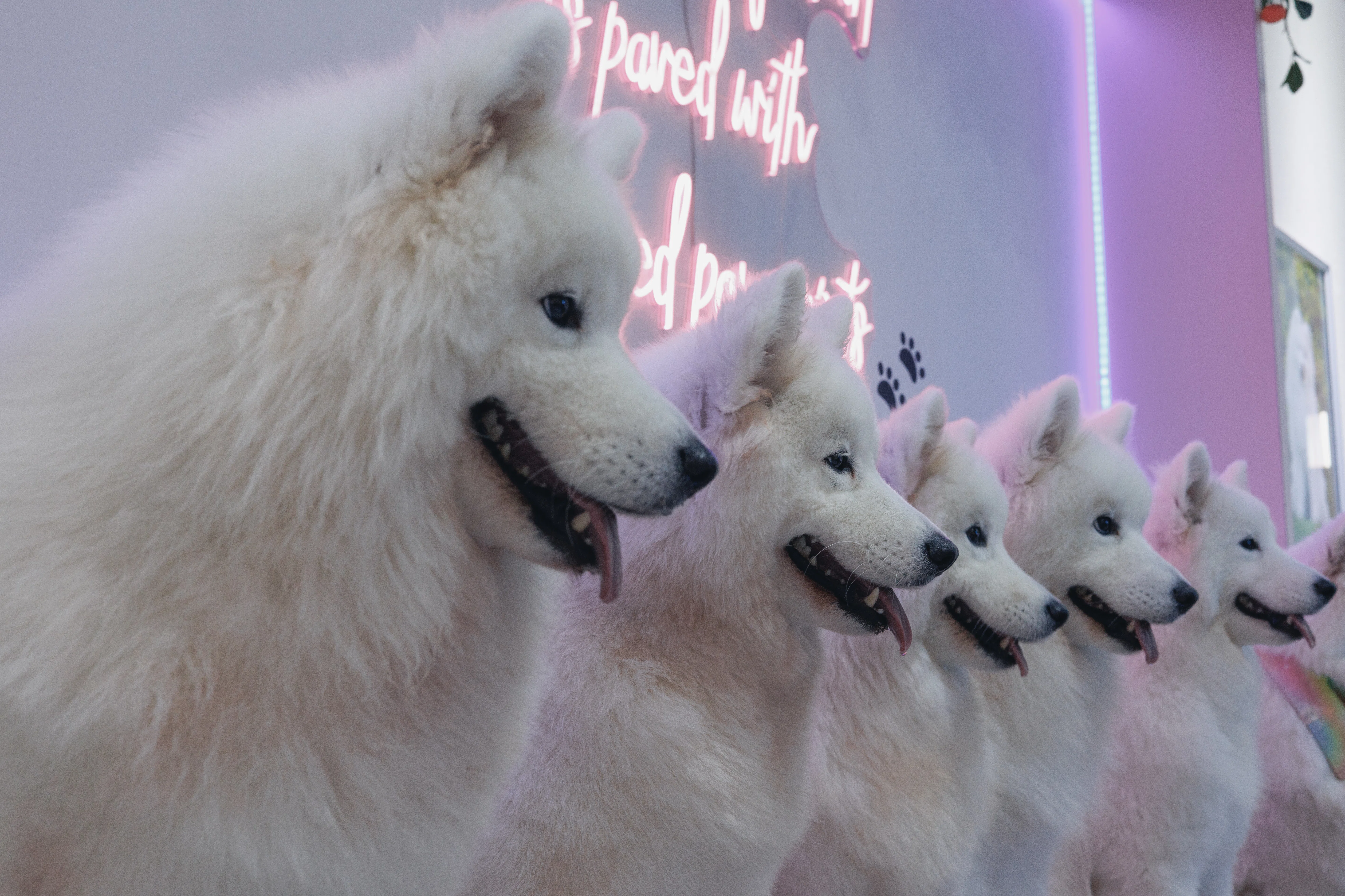 サモエドわんちゃん達と遊べる『Snow Pawttage』 | 癒しの写真21連弾