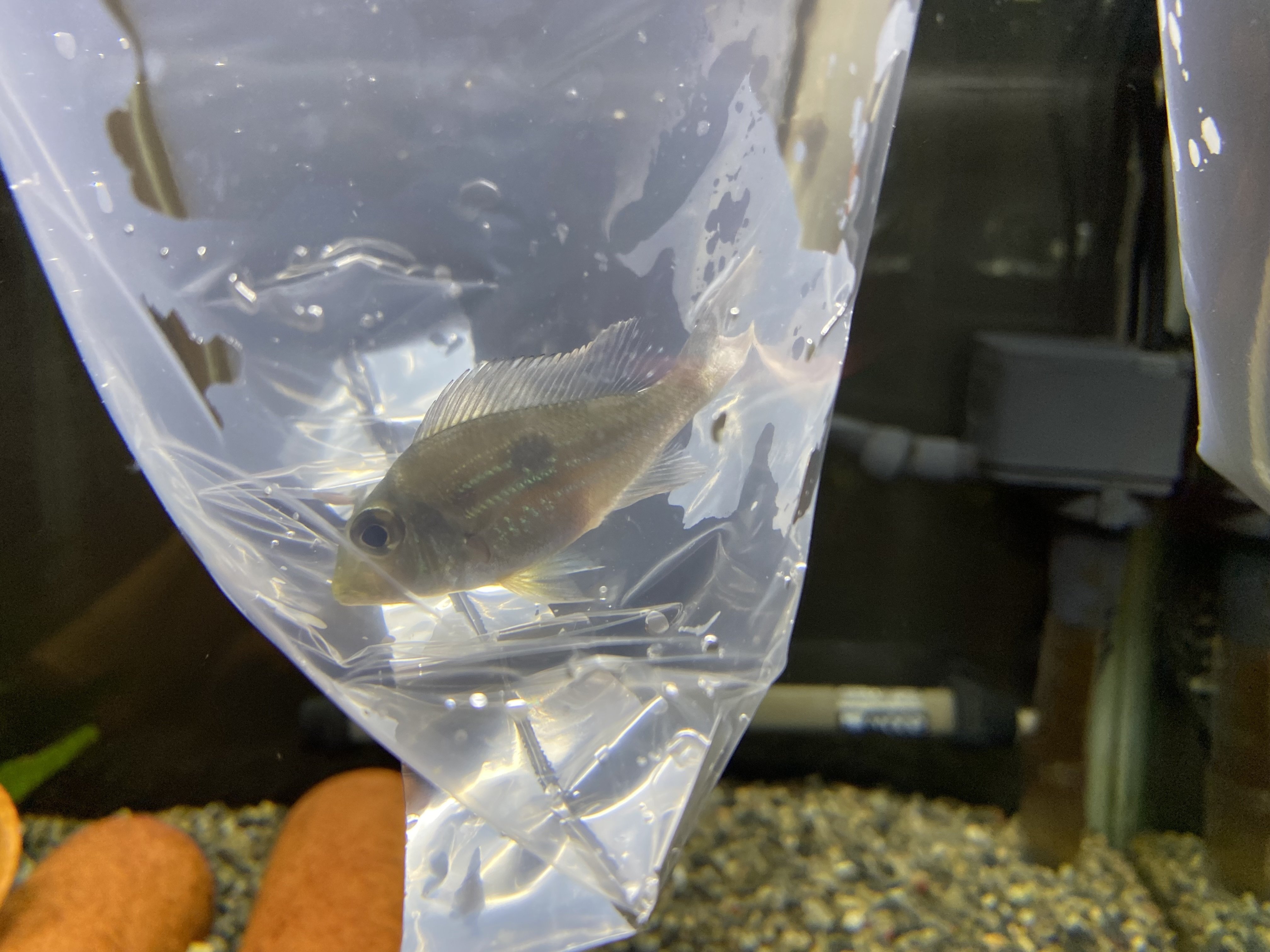 ゲオファーガス スベニ 大きい目##｜淡水魚