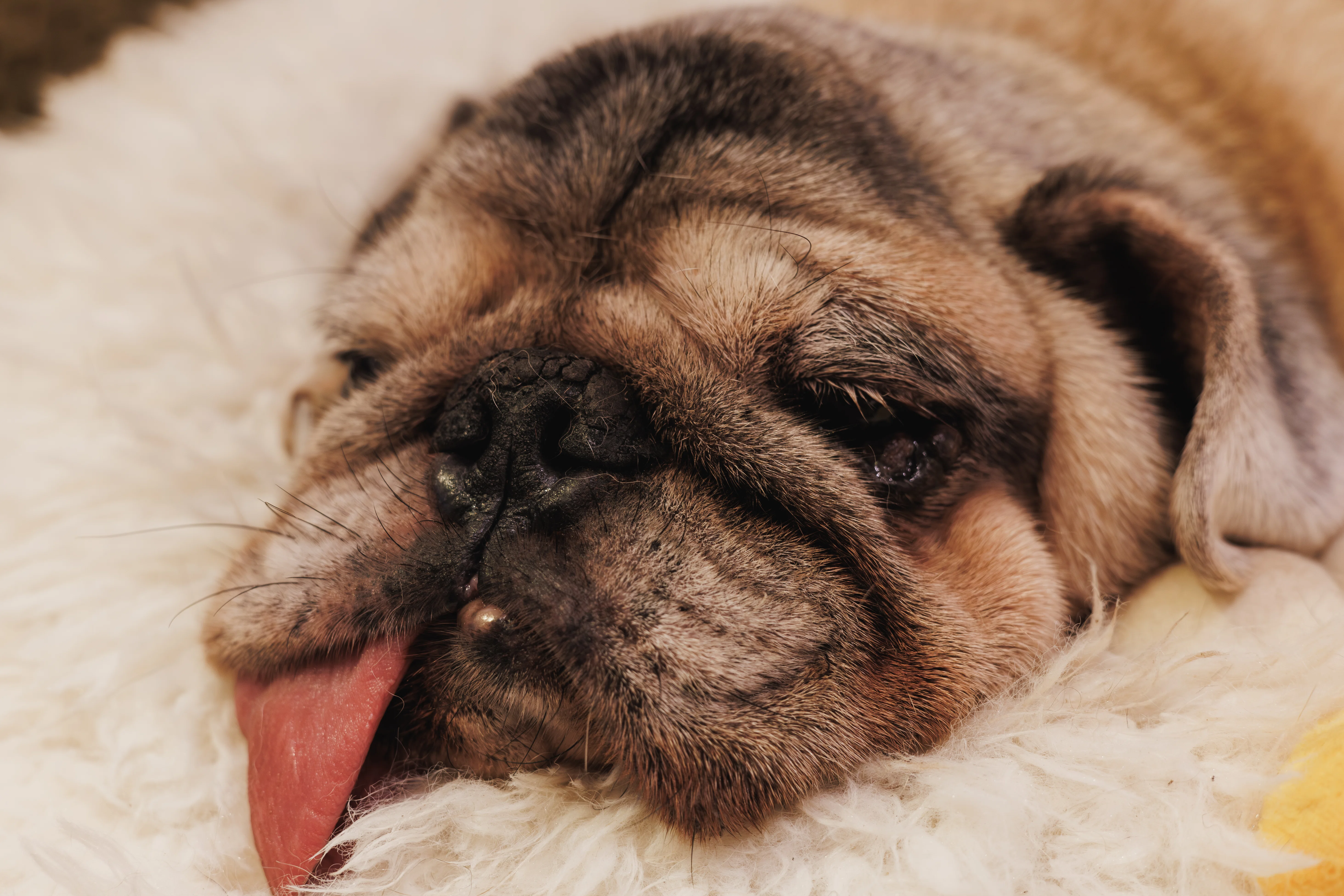 パグわんちゃん達と遊べる『What The Pug』 | 瞳うるうるの癒しの写真