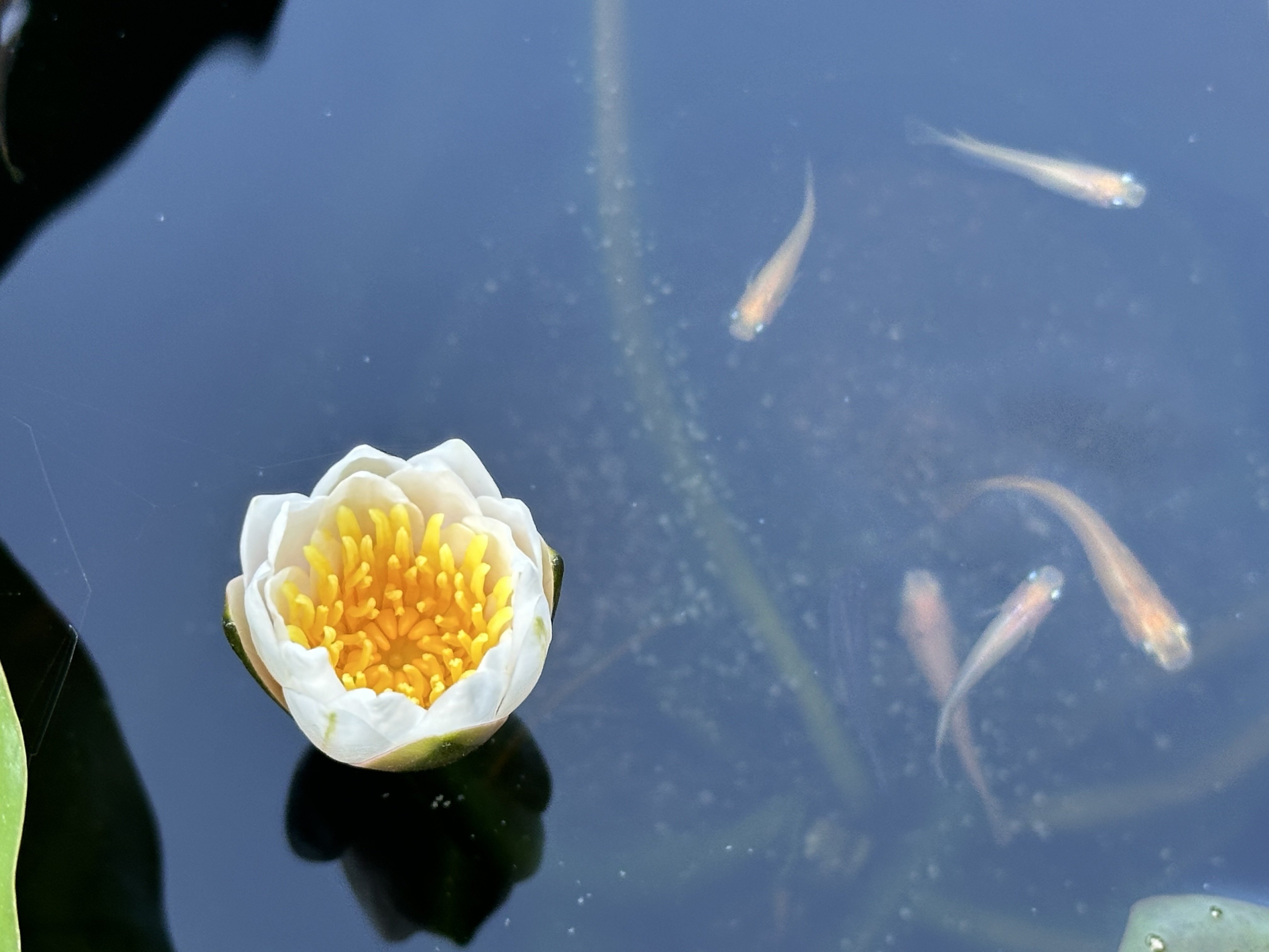 酒樽で睡蓮を育てよう(21)ローズマグノリア開花DAY2｜NicePapa 平野 尚志