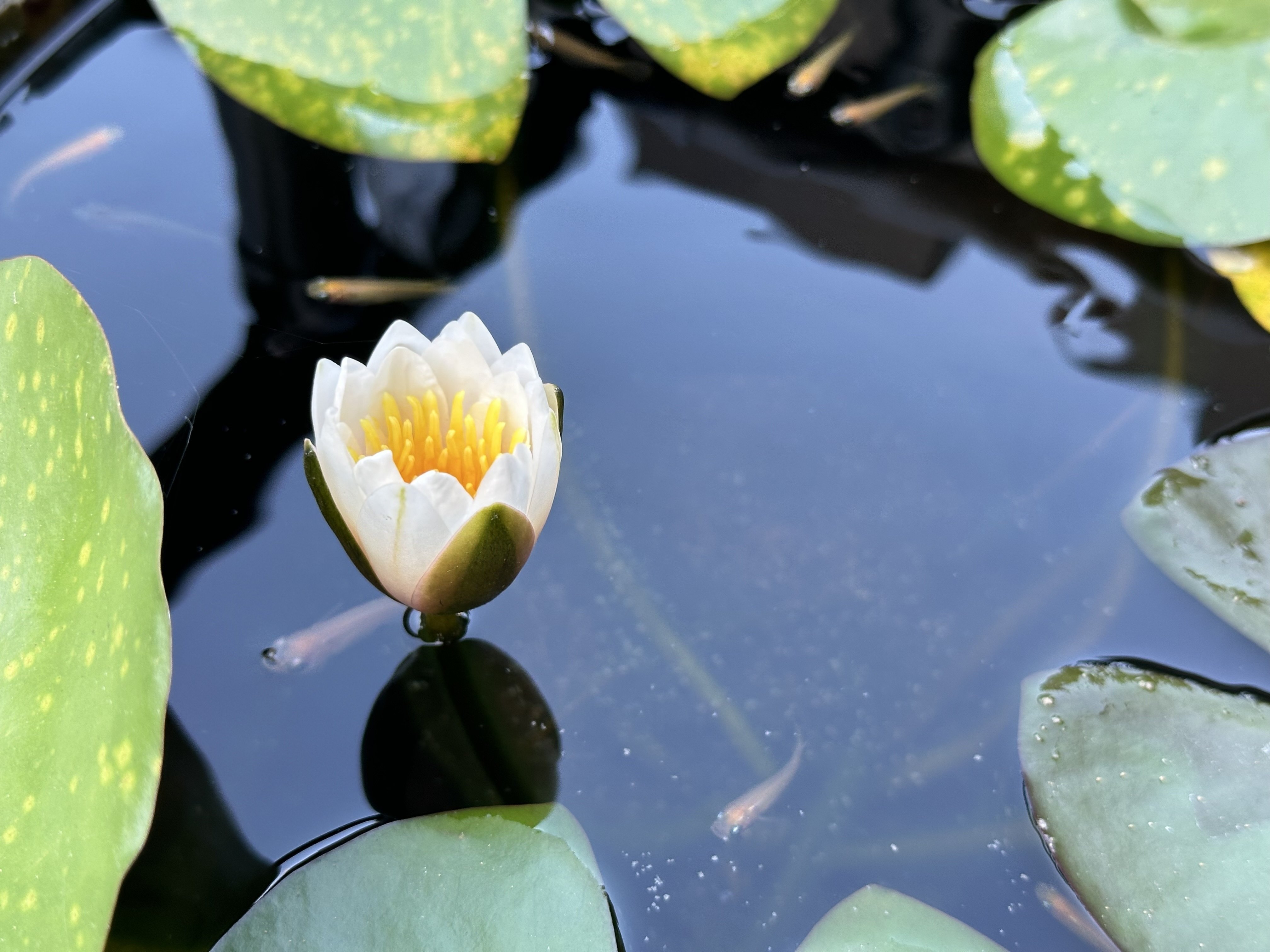 酒樽で睡蓮を育てよう(21)ローズマグノリア開花DAY2｜NicePapa 平野 尚志