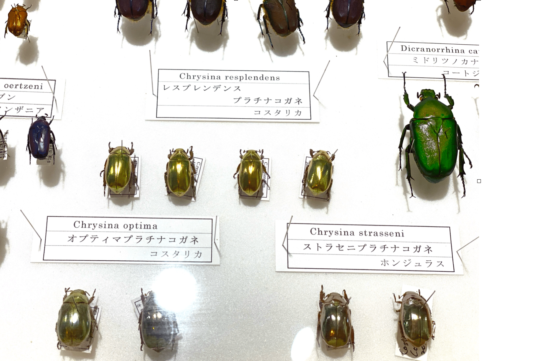 コスタリカ産 レスプレンデンスキンイロコガネ 24mm