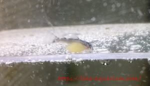 キンペコの稚魚10匹 アクアショップリメイクさんへキンペコリリース（Dai3を4匹、L236を10