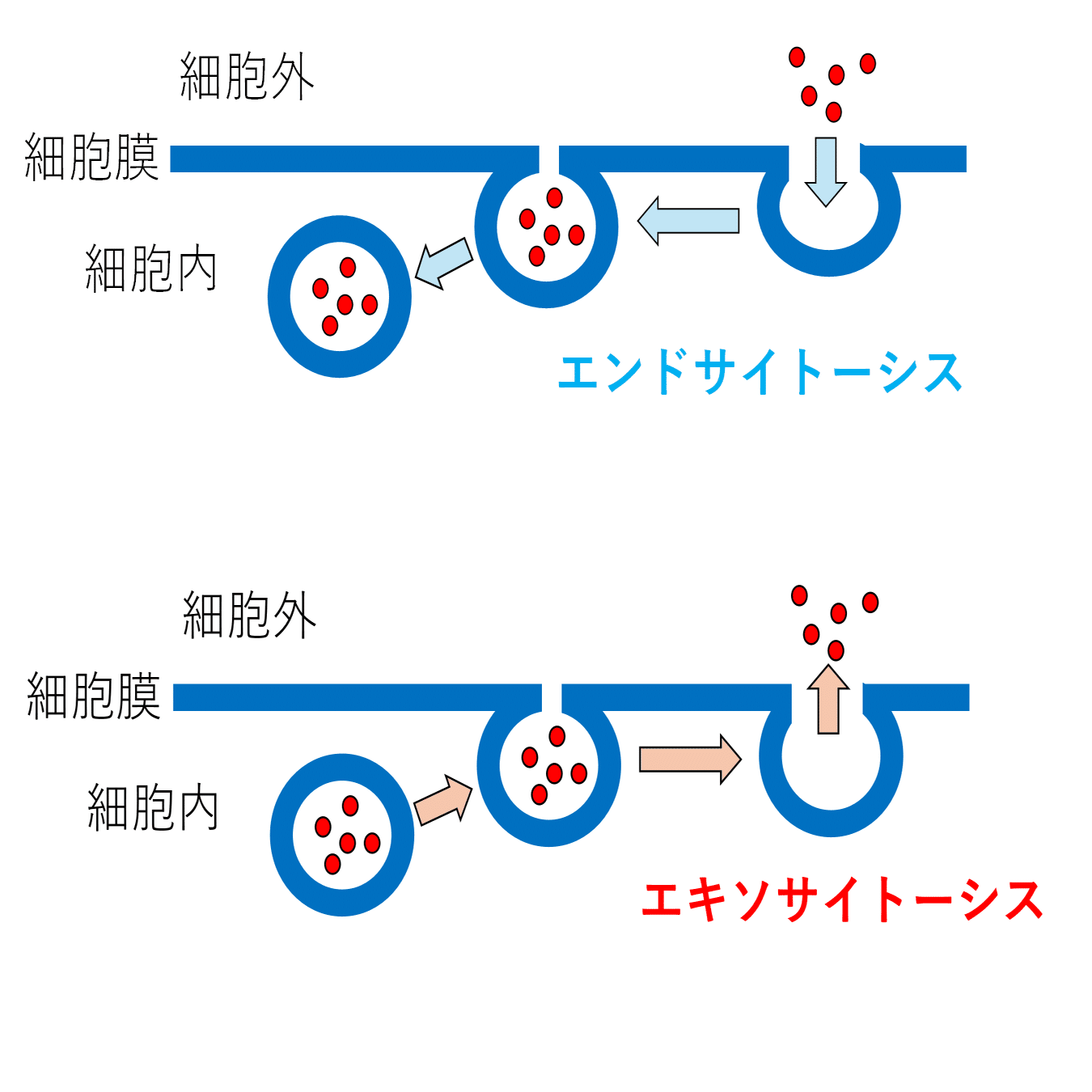 高校生物】細胞②「細胞の中には何があるのか？（細胞小器官や細胞骨格
