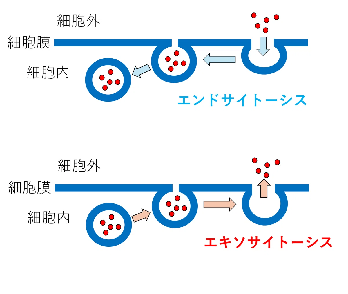 高校生物】細胞②「細胞の中には何があるのか？（細胞小器官・細胞骨格