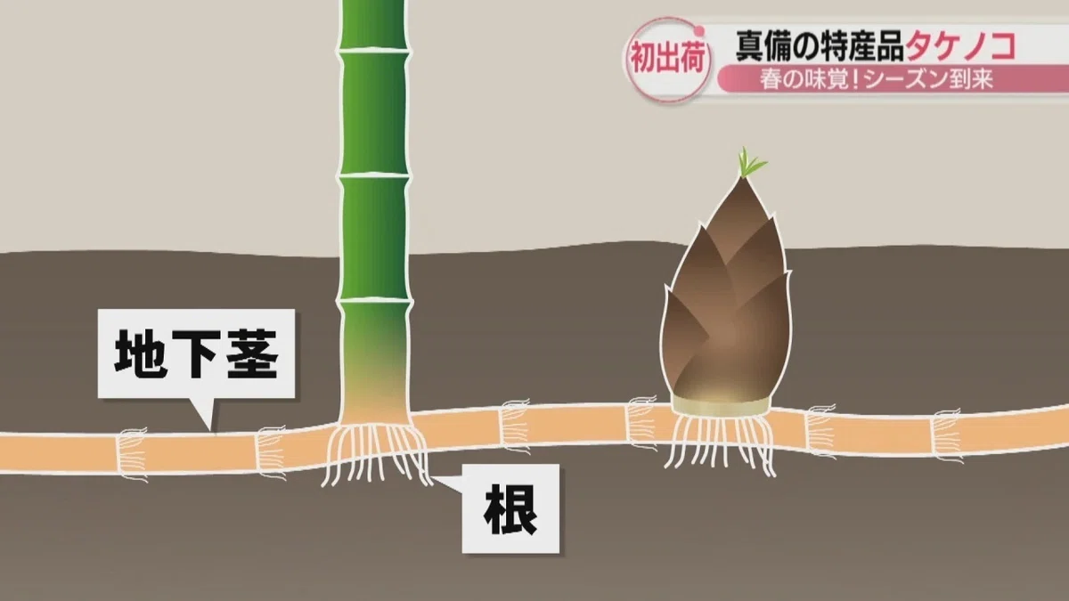 世界一成長が早い植物!多種多様な竹の不思議な生態と驚異の成長速度🌈|早坂 渚