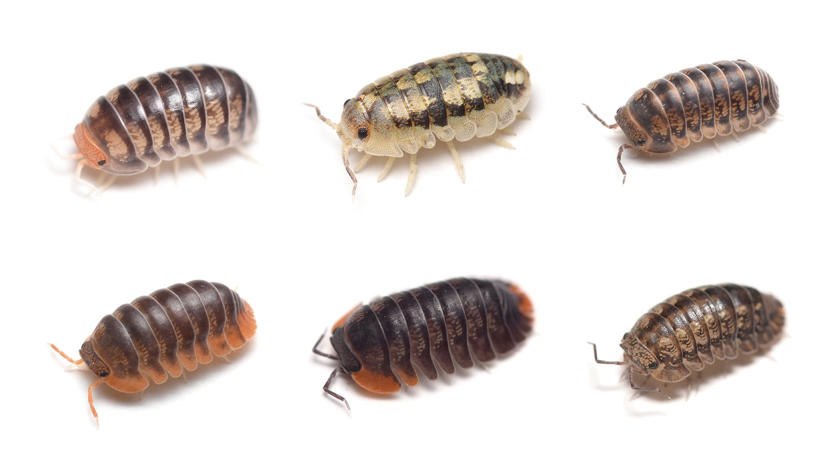 青いダンゴムシの採集と飼育｜竜洋昆虫自然観察公園