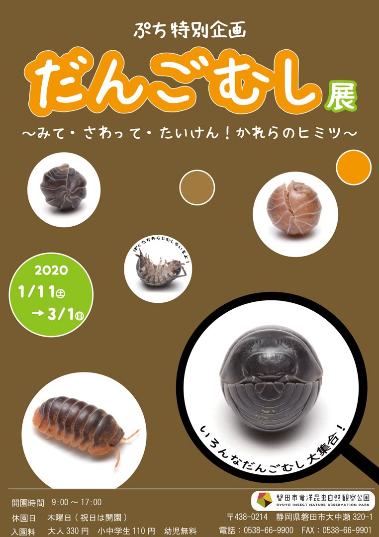 青いダンゴムシの採集と飼育｜竜洋昆虫自然観察公園