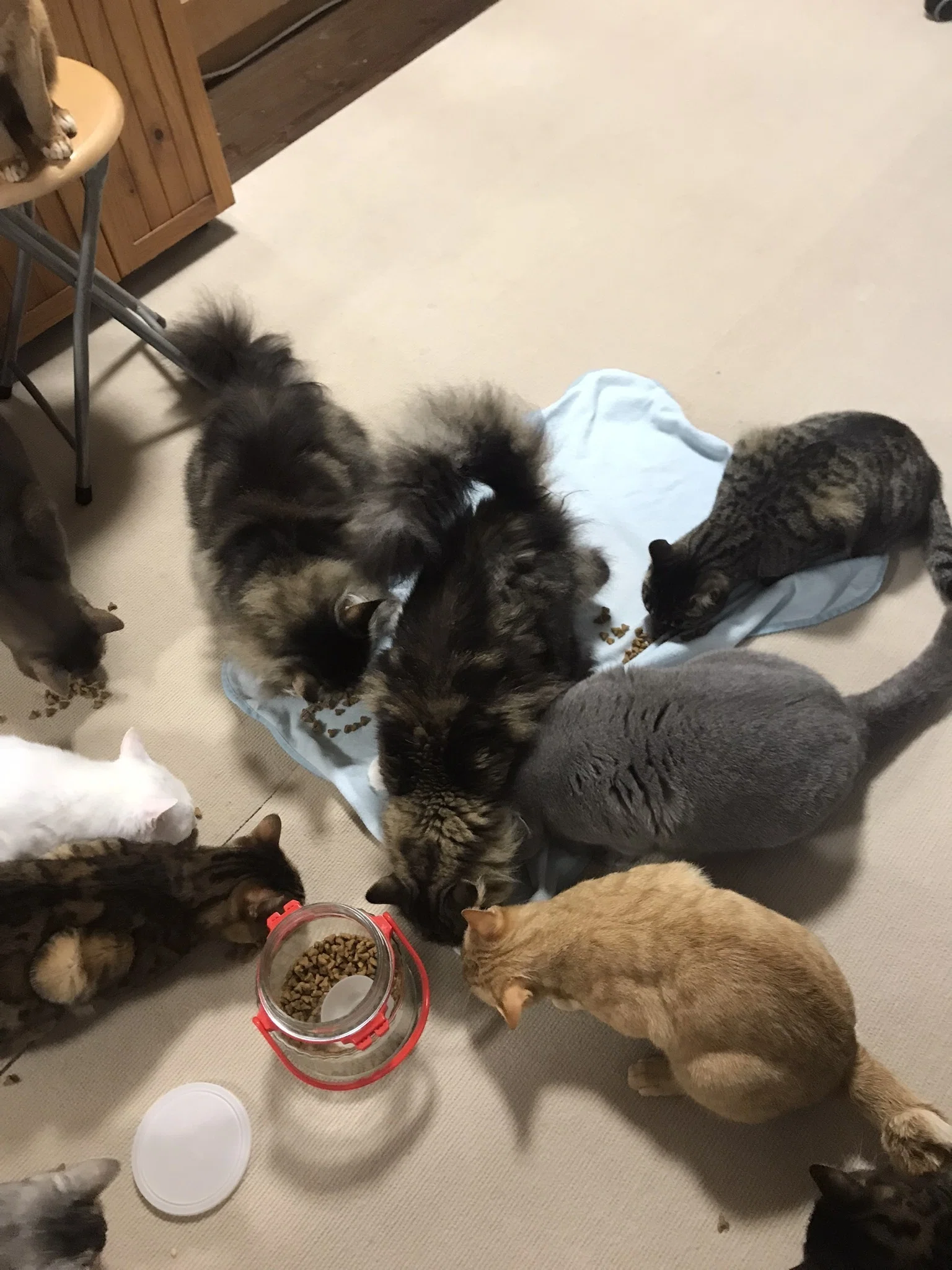 Irregular Tateyama Diary 2024 (9/15, Part 2) Recent Cats｜KOOL_COOL