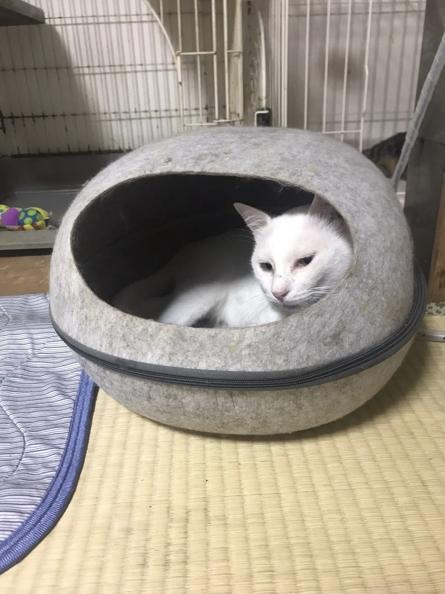 Irregular Tateyama Diary 2024 (9/15, Part 2) Recent Cats｜KOOL_COOL