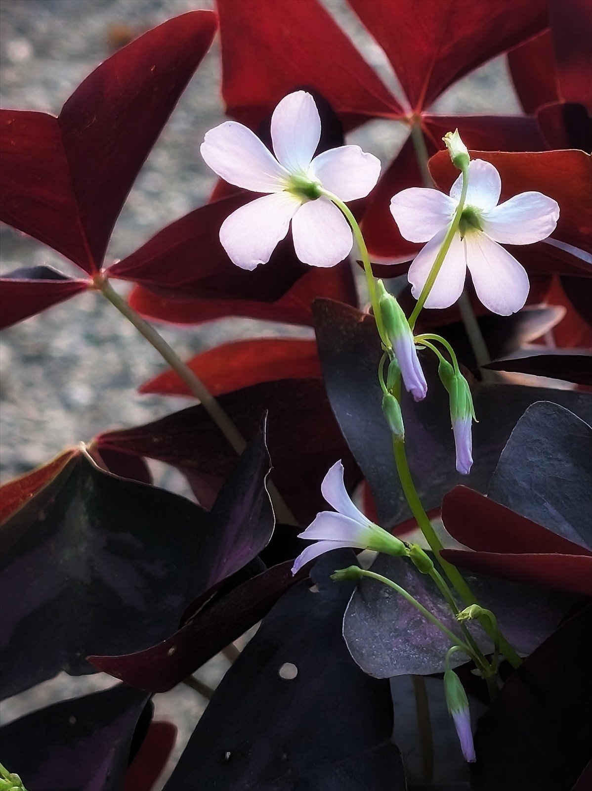O. triangularis var｜オキザリス トライアングラリス 斑入り② Oxalis triangularis variegated｜オキザリス トライアングラリス