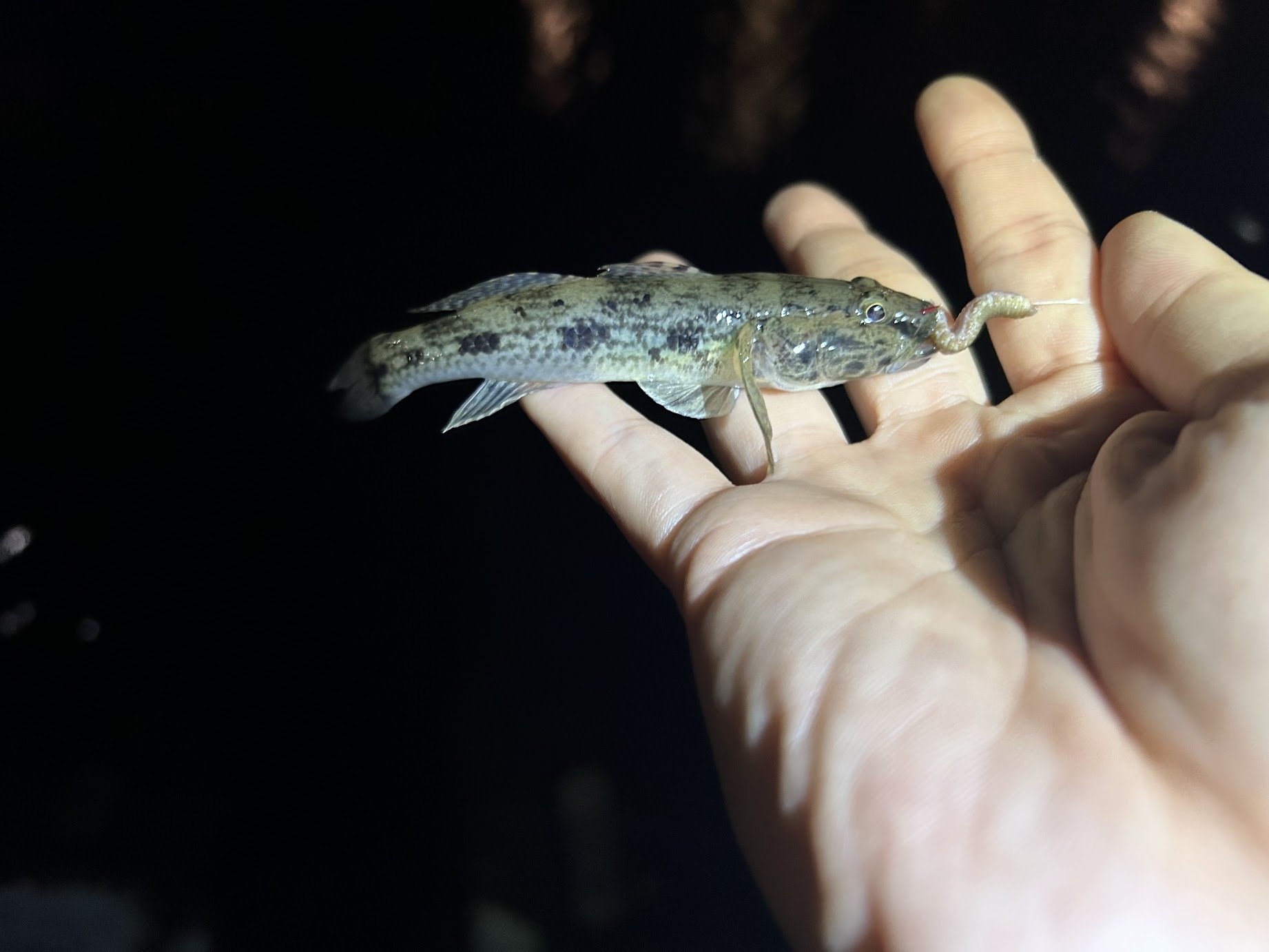 トーキョーマハゼ Pro Special 研ぎ出しモデル 限定販売品 トーキョー