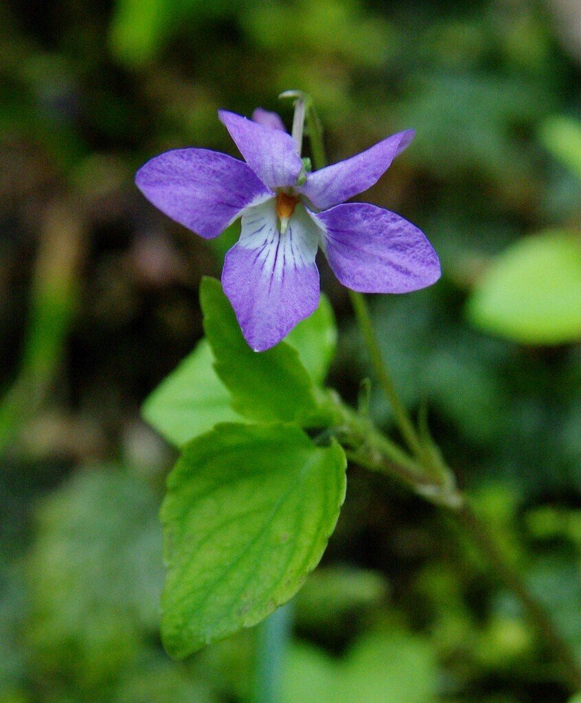 スミレ （ブルーな恋人たちの花）｜Eさん