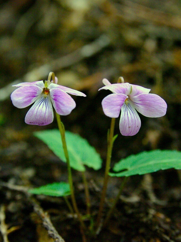 スミレ （ブルーな恋人たちの花）｜Eさん
