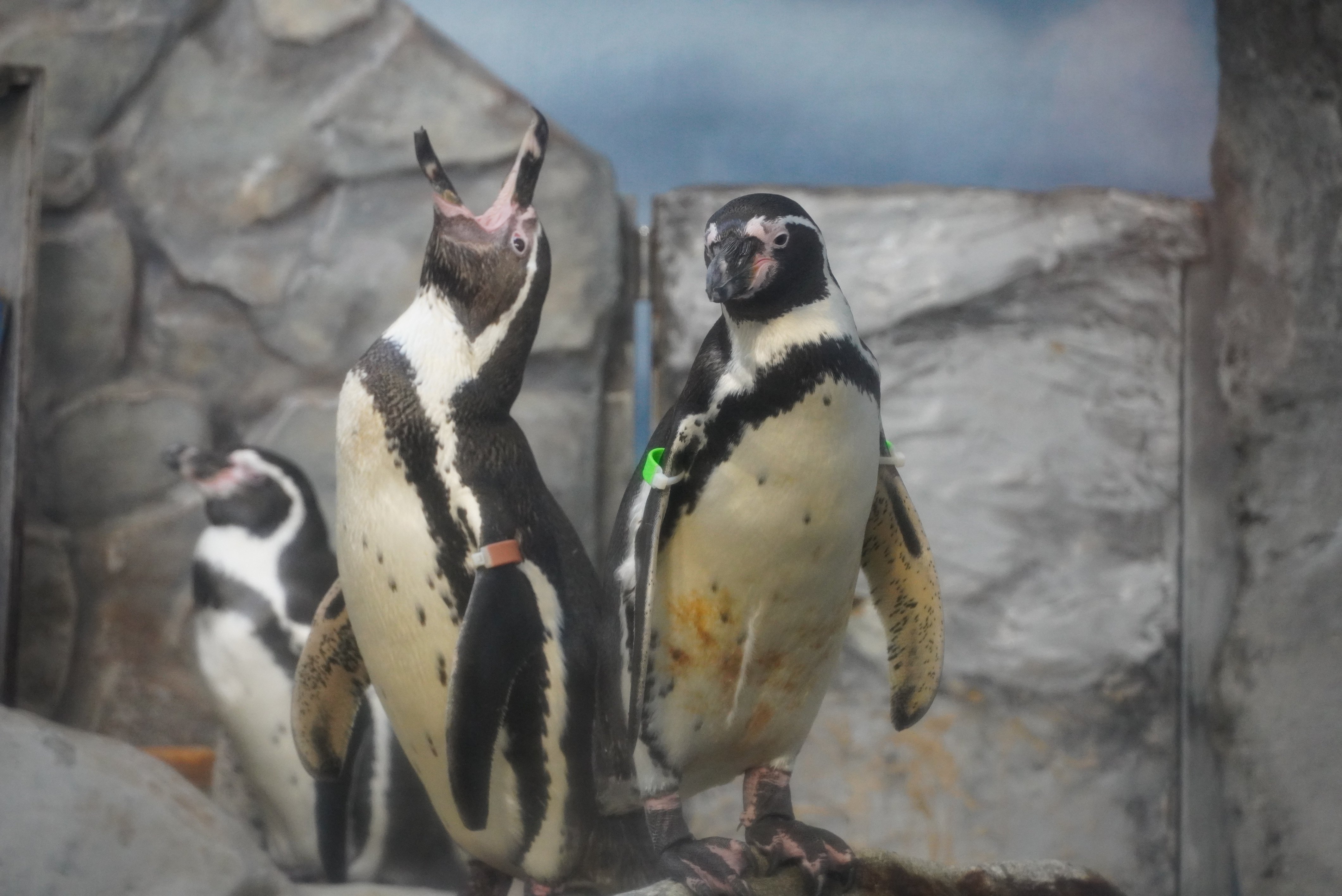 フンボルトペンギンのこどもたちの記録(新江ノ島水族館)2023 フンボルトペンギンのこどもたちの記録(新江ノ島水族館)2023