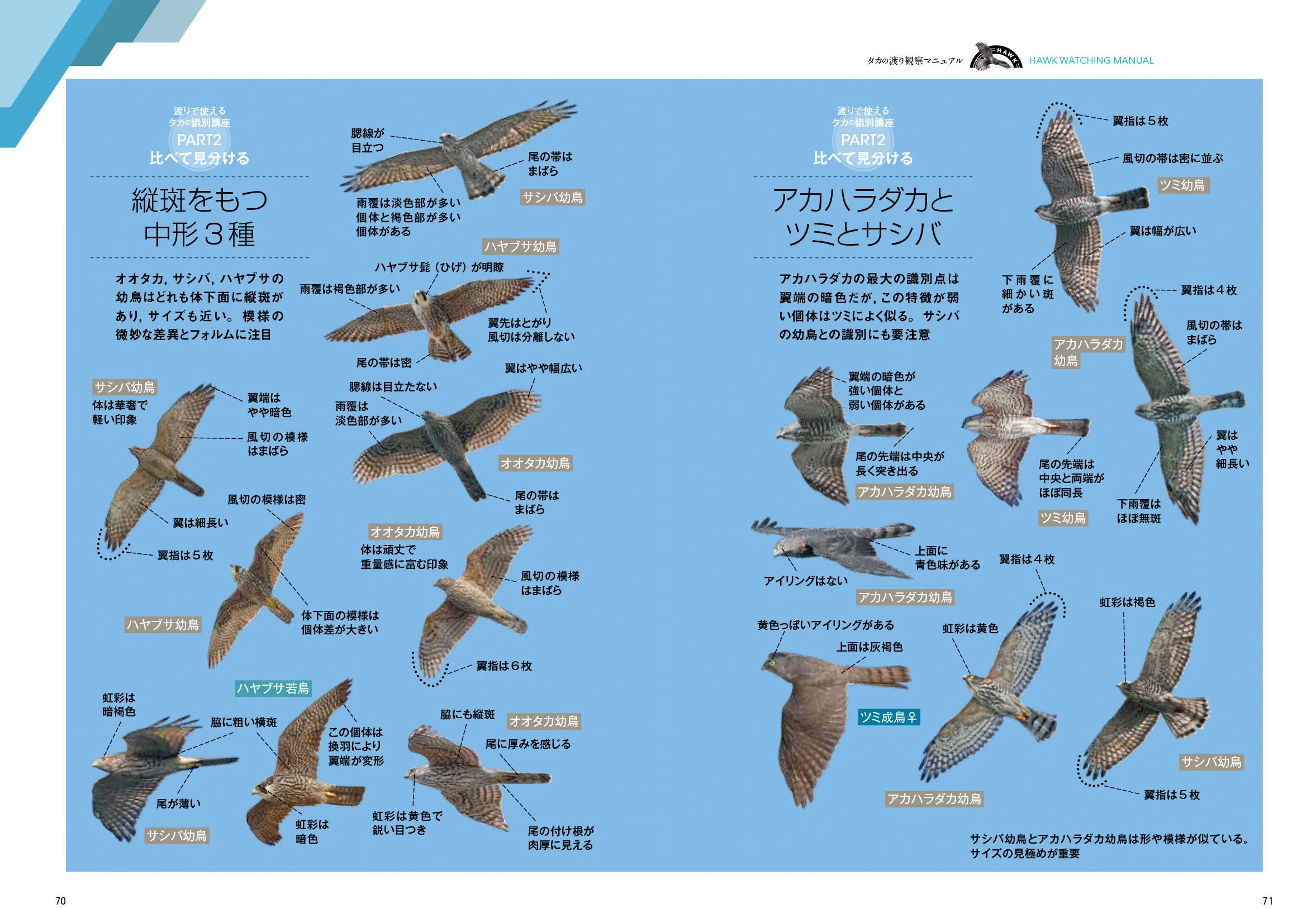 秋の渡りに間に合いました!「タカの渡り観察マニュアル」おすすめの