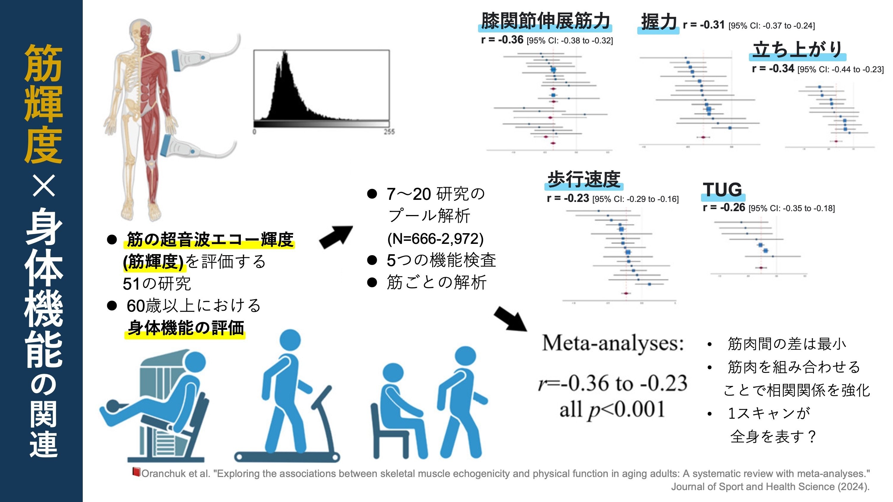 筋の超音波エコー輝度と身体機能の関連｜Super Human | 理学療法