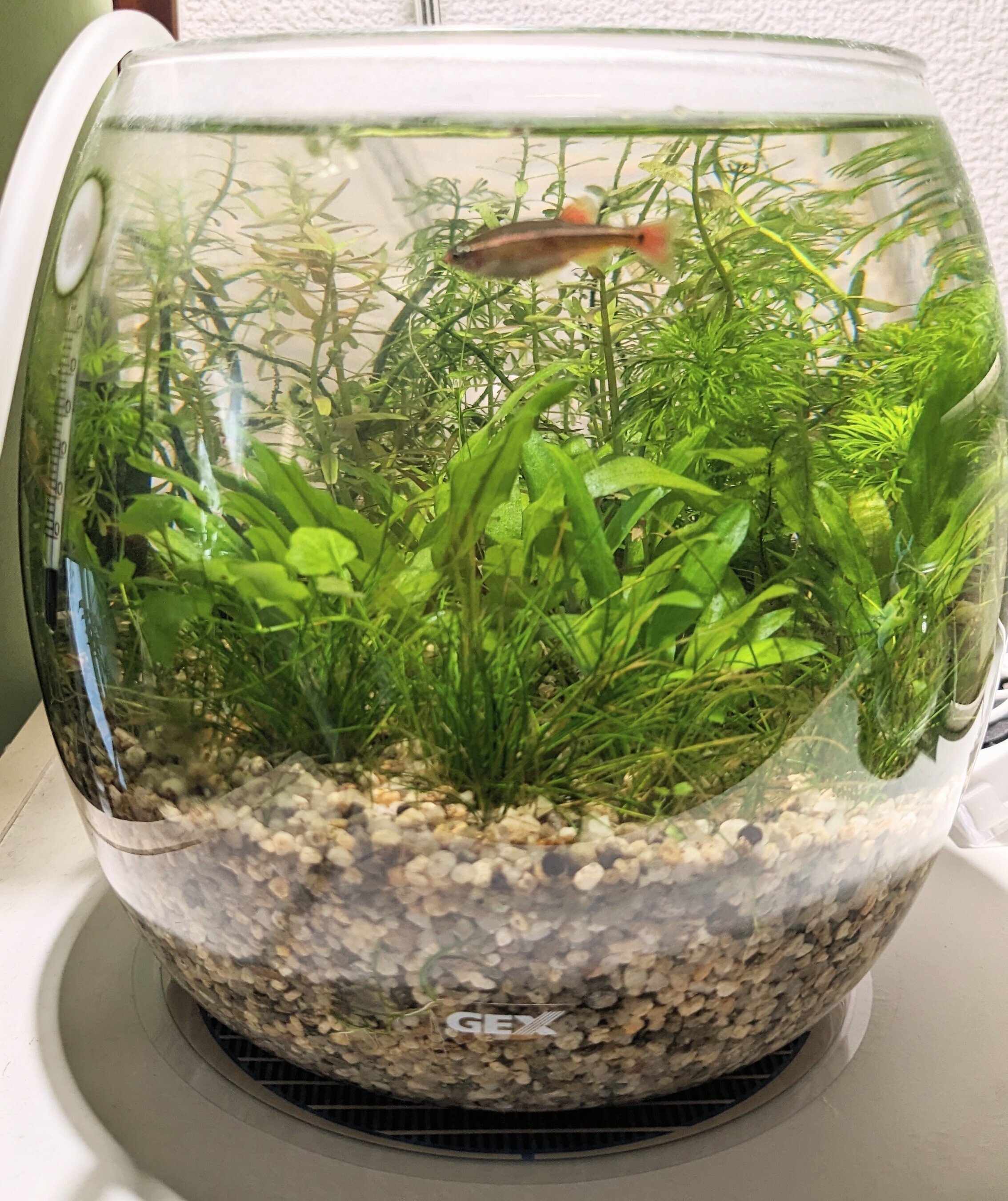 長期維持、そしてお魚の快適な暮らしのために！～ボトルアクアリウムの