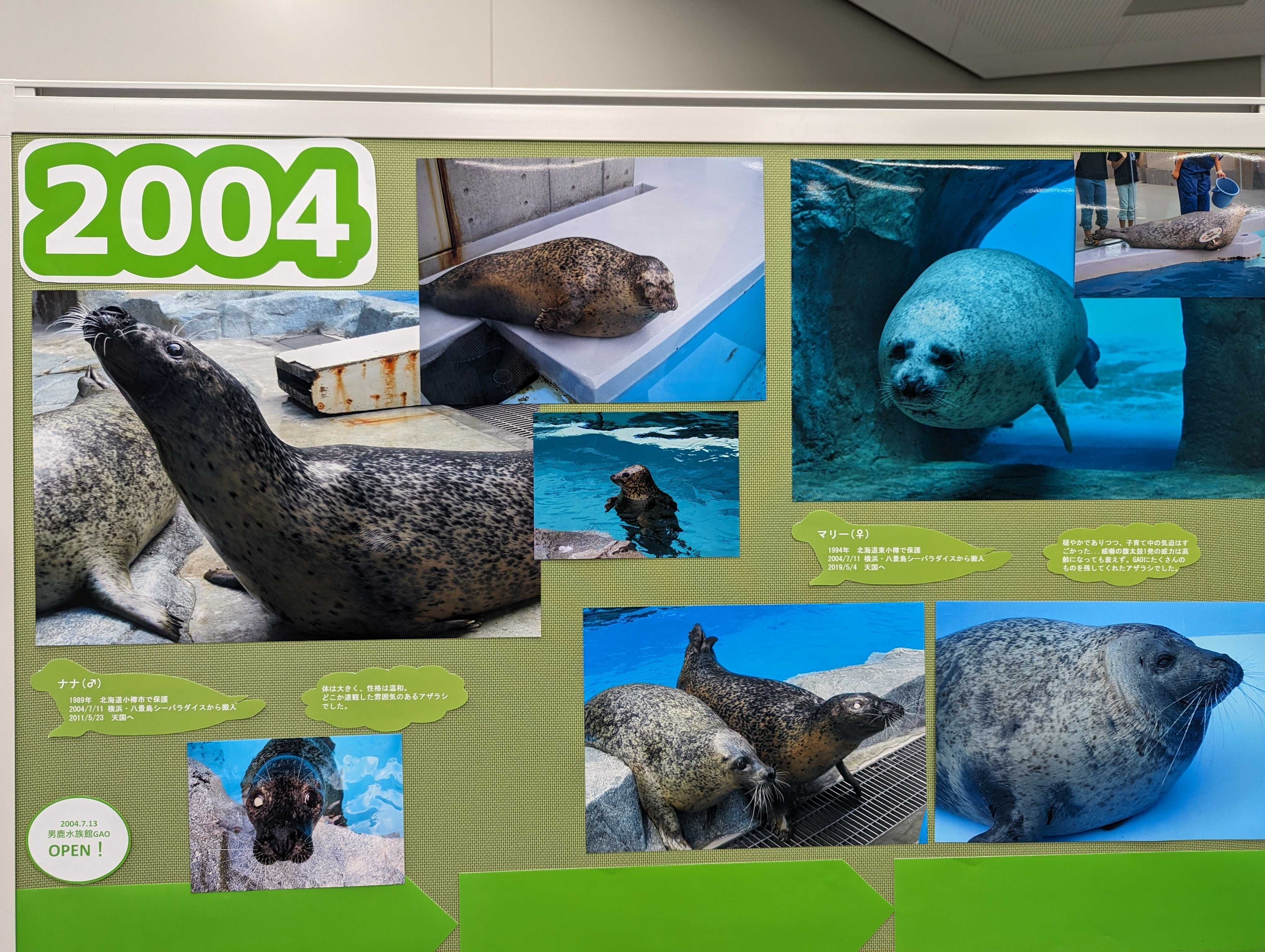 アザラシ博士 GAOのアザラシ飼育の歴史を振り返り！「アザラシ展」ネタバレ｜ｽｽﾞｷ