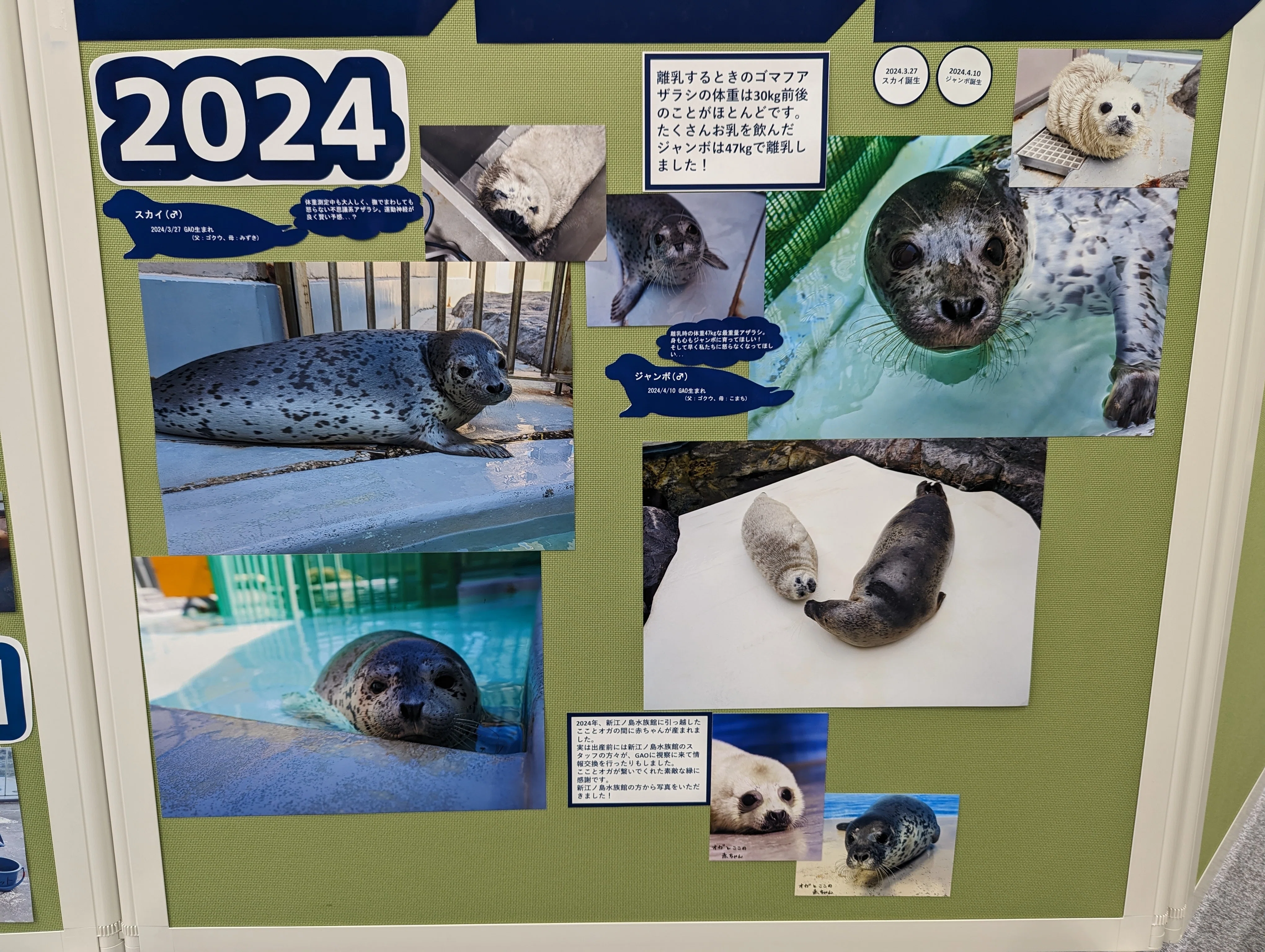 GAOのアザラシ飼育の歴史を振り返り！「アザラシ展」ネタバレ｜ｽｽﾞｷ