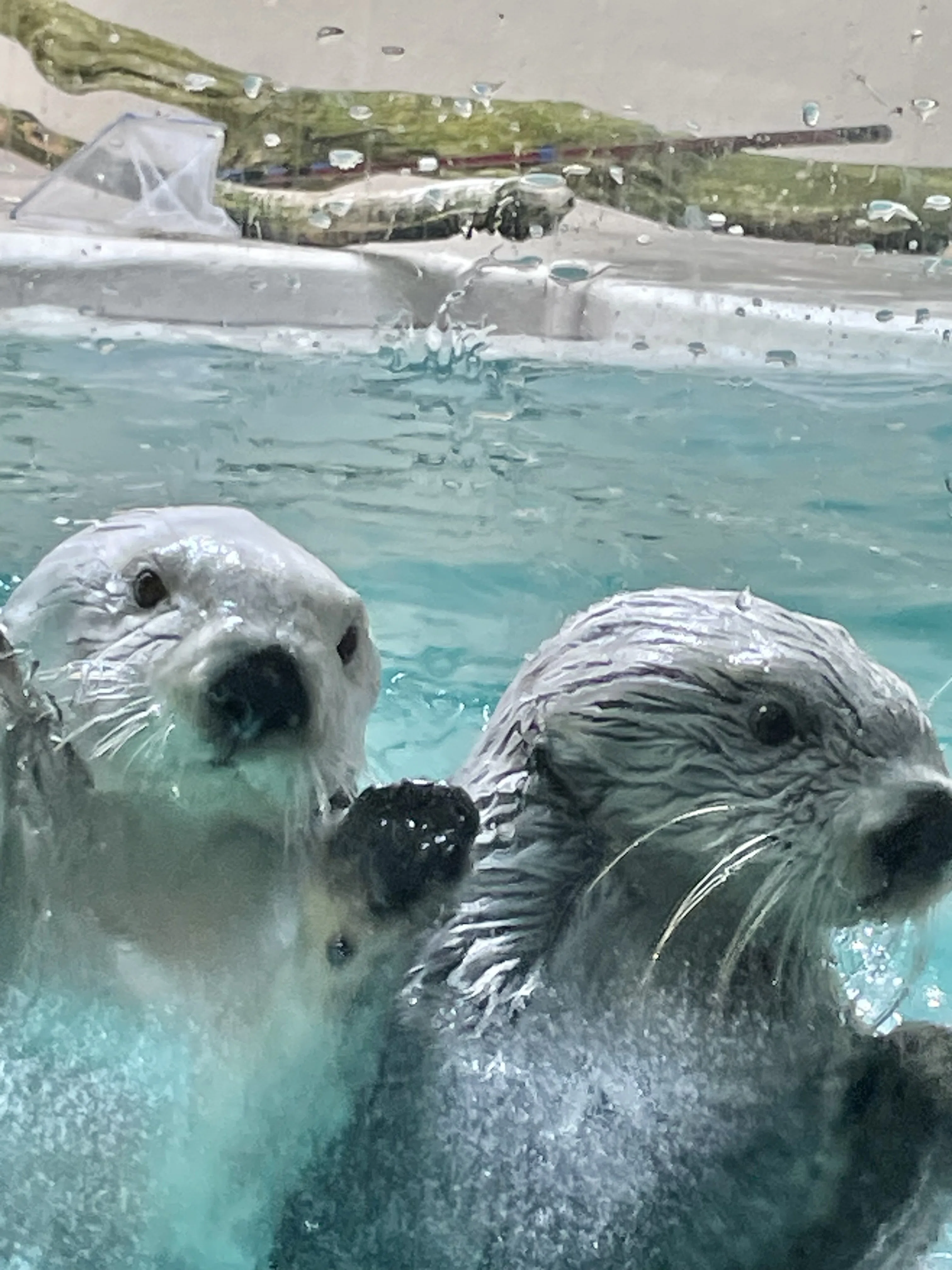 いざ三重へ！3日目～鳥羽水族館編｜ポケマス芸人