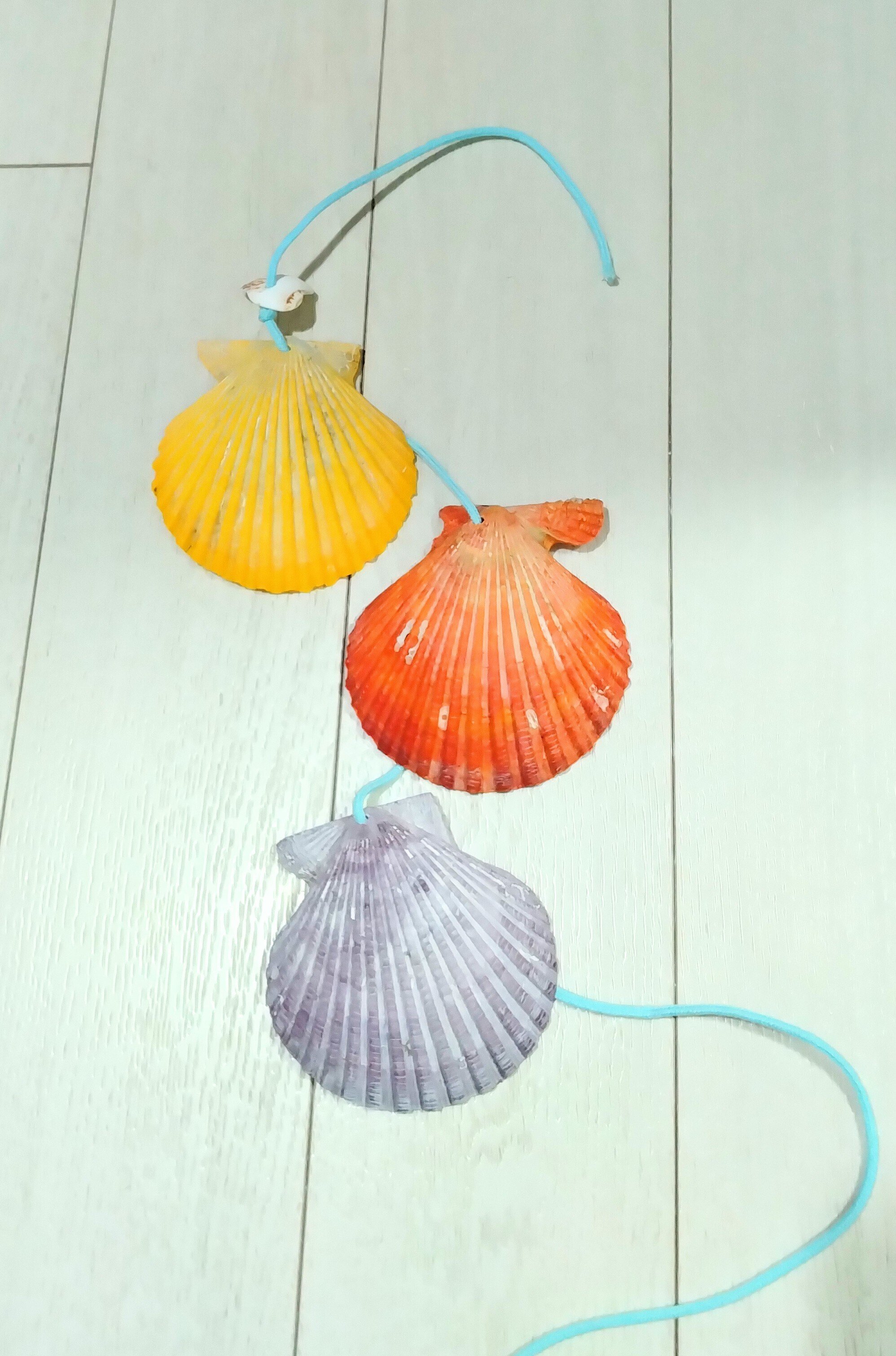 クモガイ 標本 貝殻 インテリア アート アンティーク 貝 オブジェ 雑貨