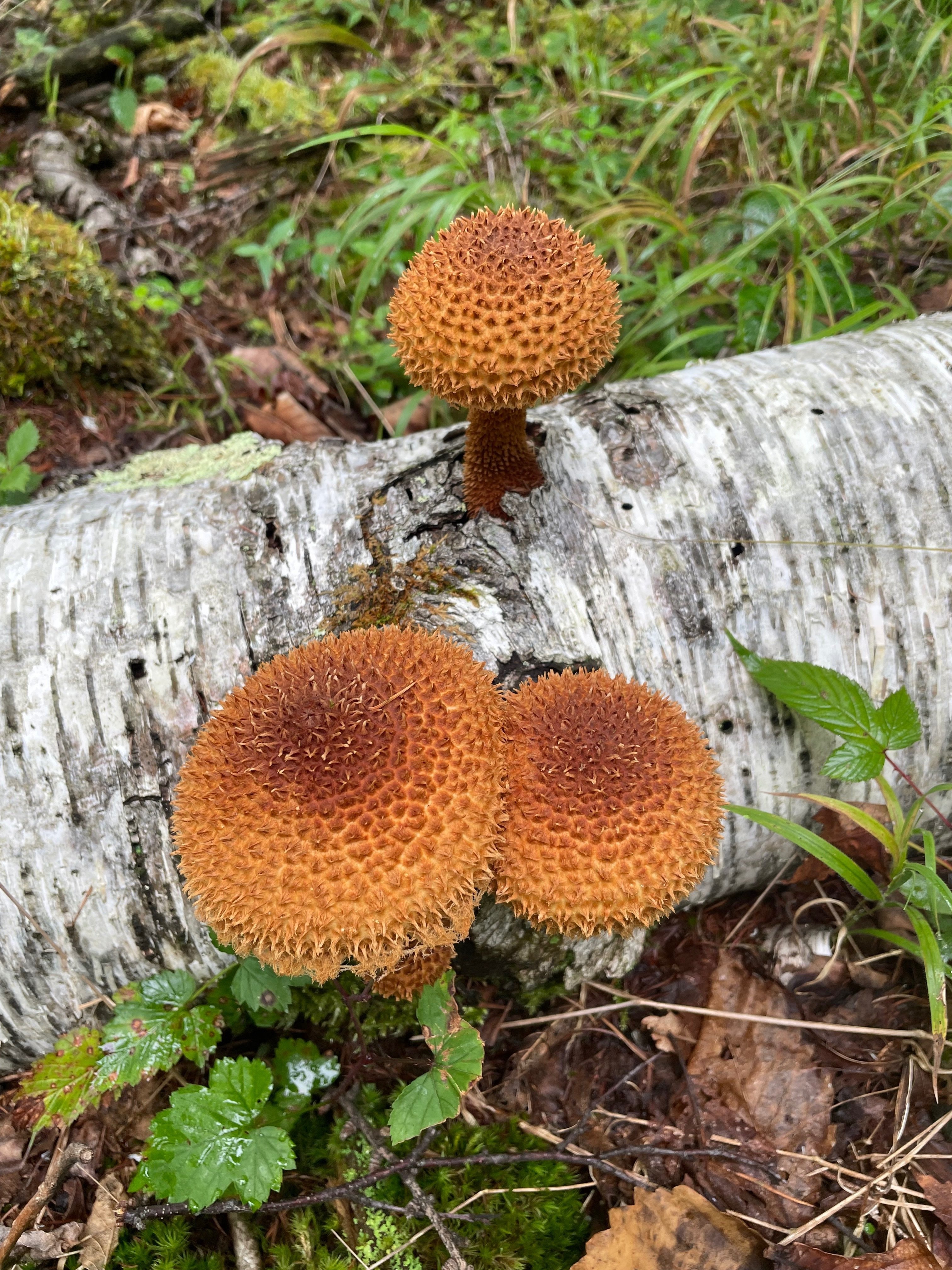 特殊きのこのレシピ⑤ツノシメジのドラゴンミート風牛ステーキ