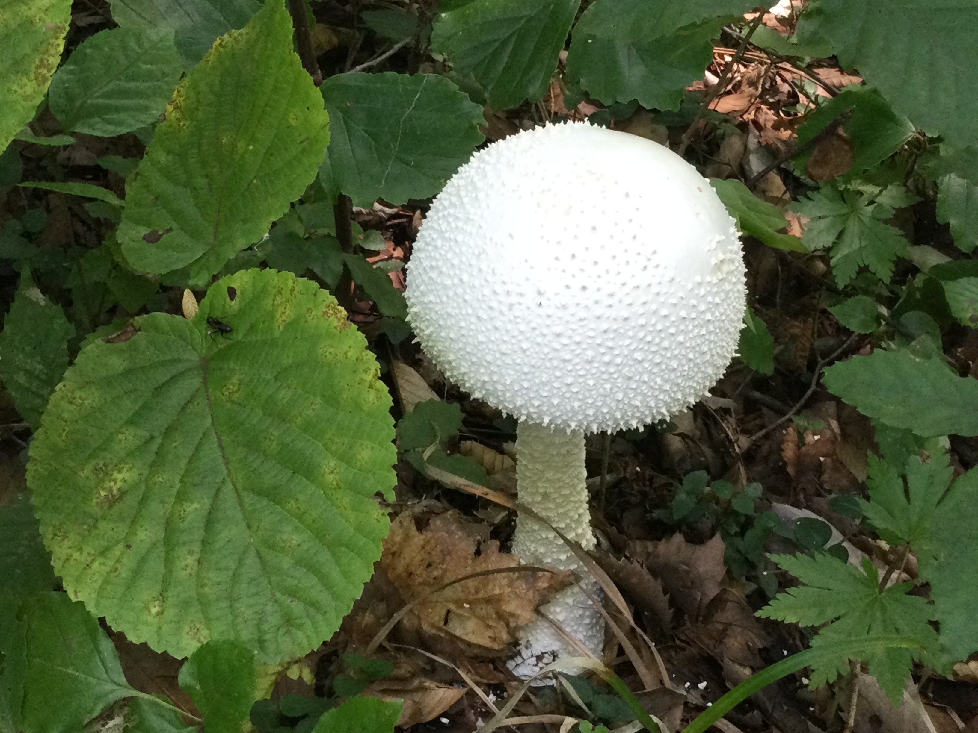 きのこページ ネコポスOK】 トレーシングペーパー素材集 きのこ - 旅屋