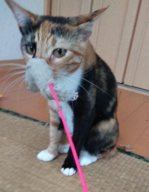 三毛猫ホームズの騎士道～読書記録447～｜かおり