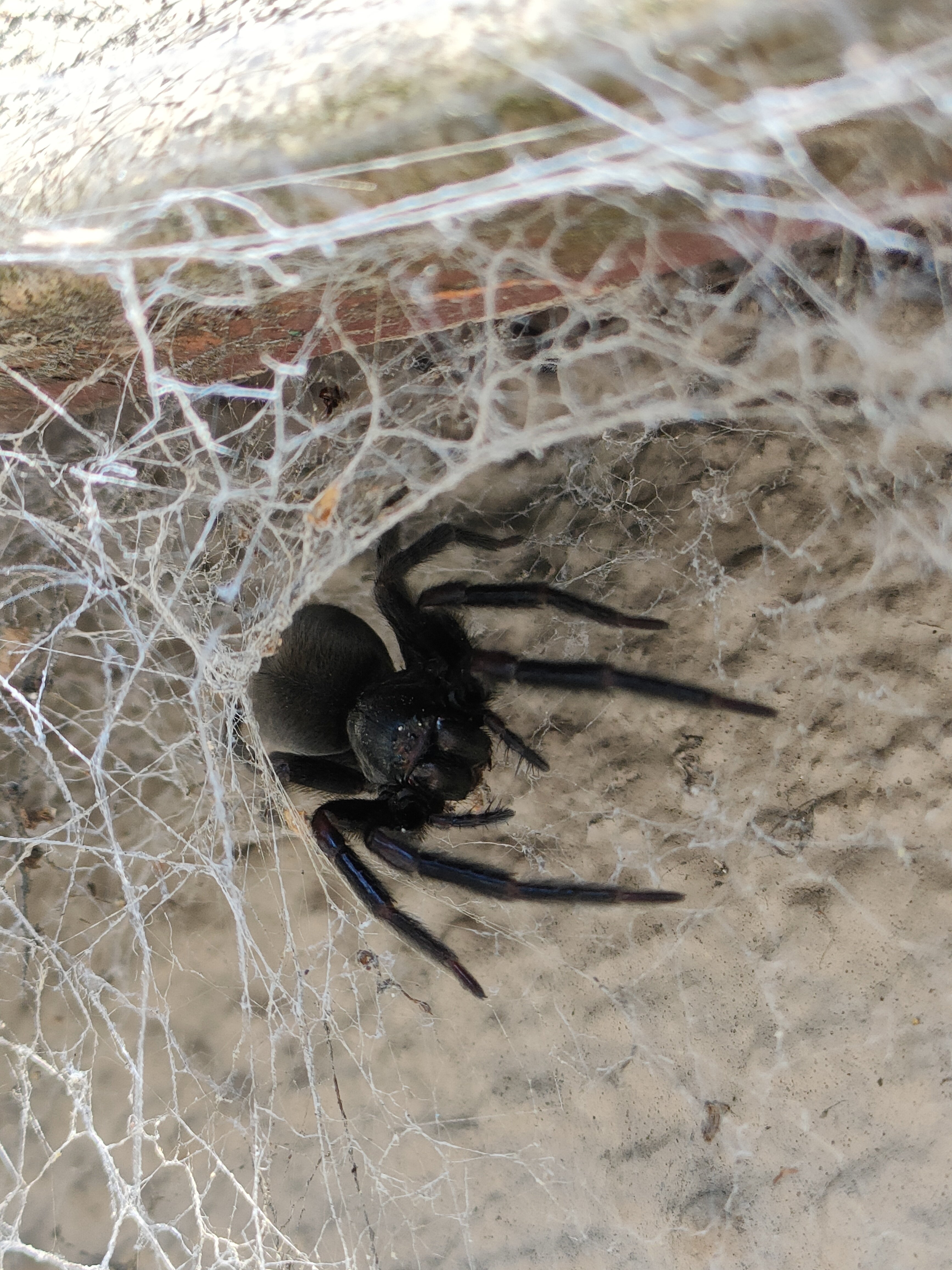 クロガケジグモ？｜月澄狸