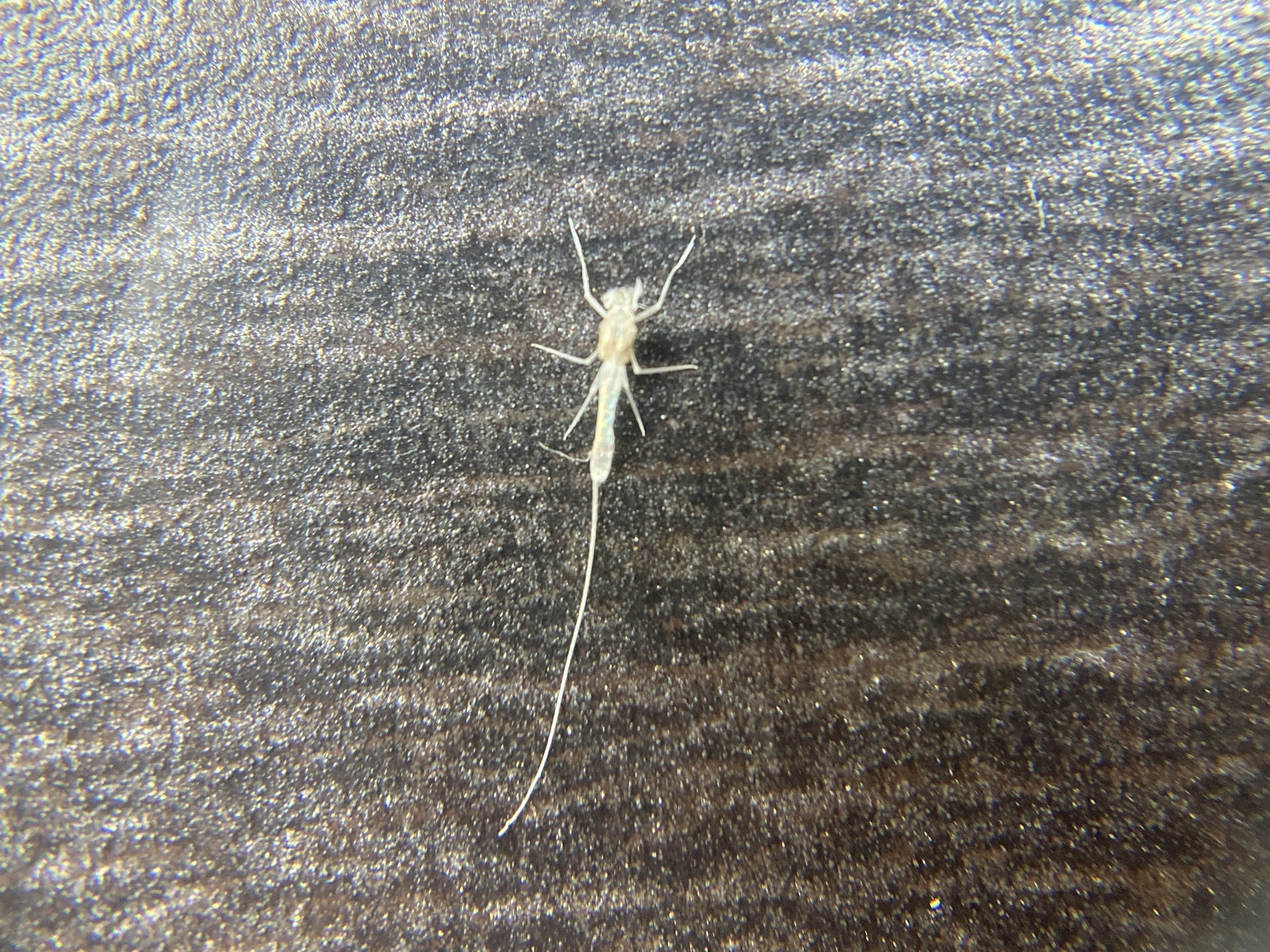 カゲロウ KAGELOU MD 98F | Megabass-メガバス