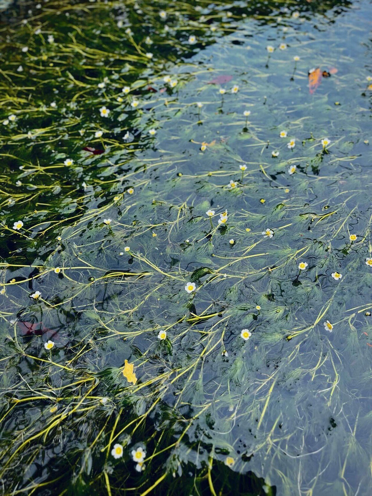 2024.09 米原・醒ヶ井の清流にゆれる梅花藻｜tama