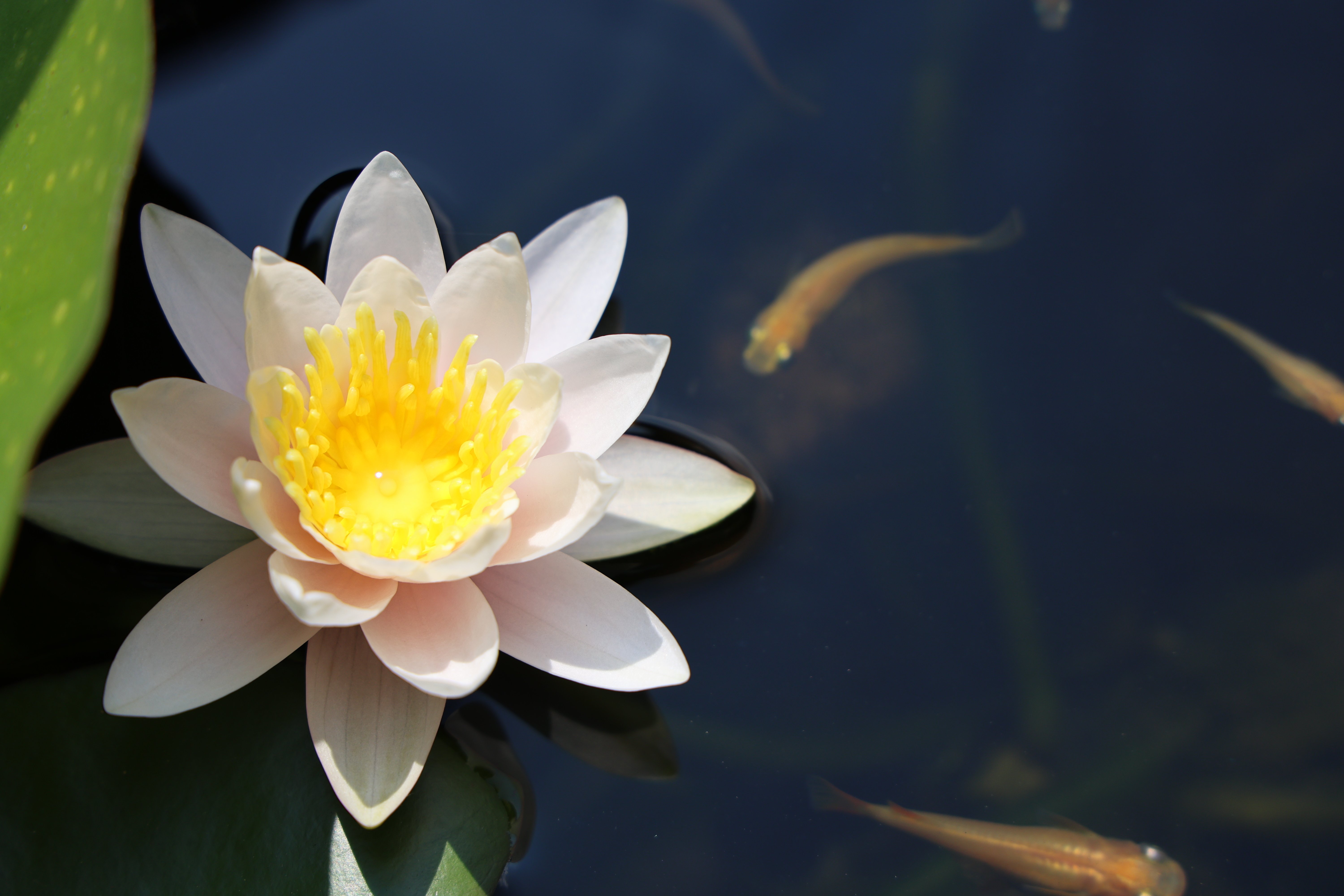 酒樽で睡蓮を育てよう(23)ローズマグノリア開花 After that｜NicePapa