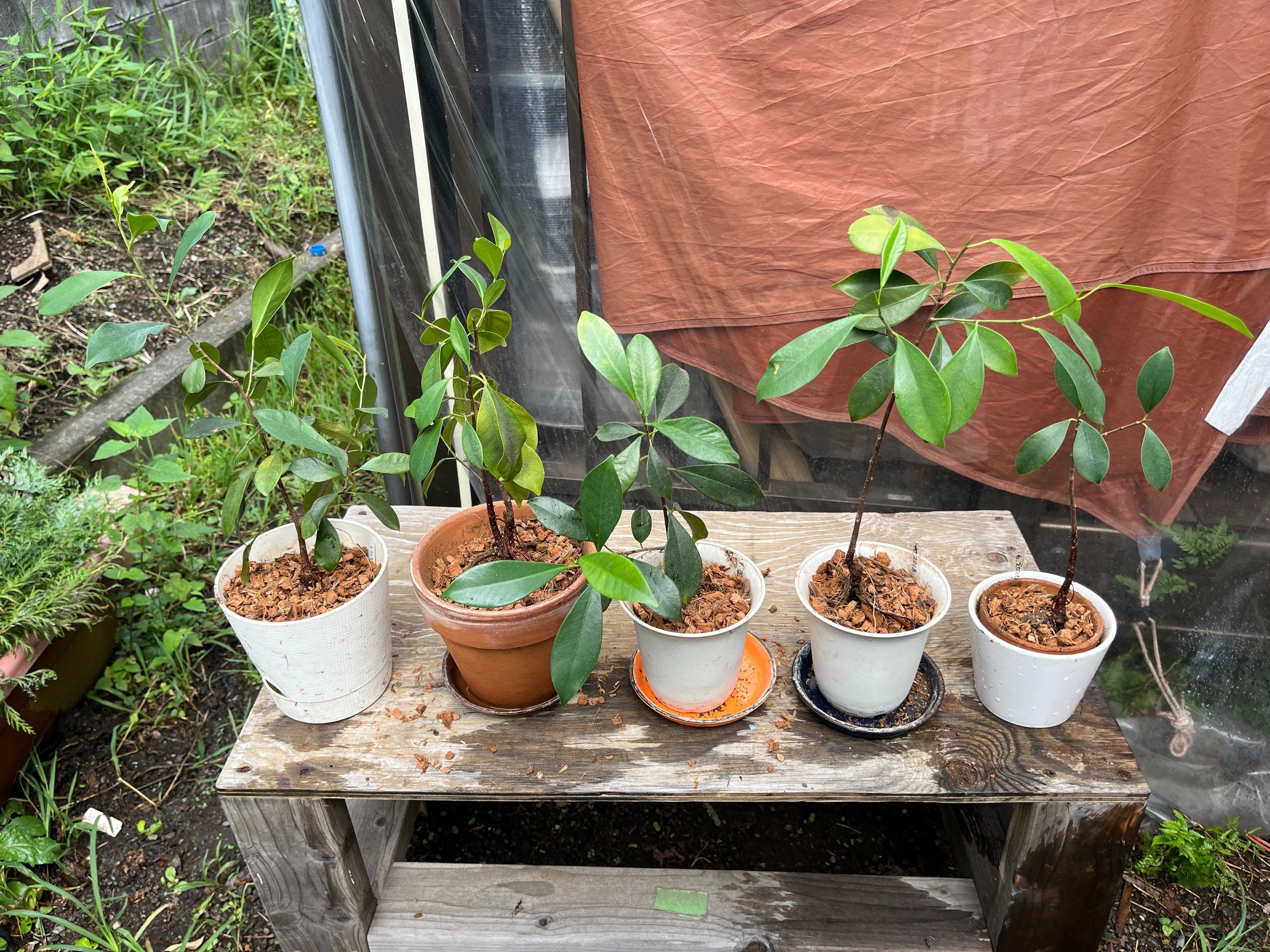 ガジュマル植え替え4日目(2024.9.18)｜NAKADA Shugo