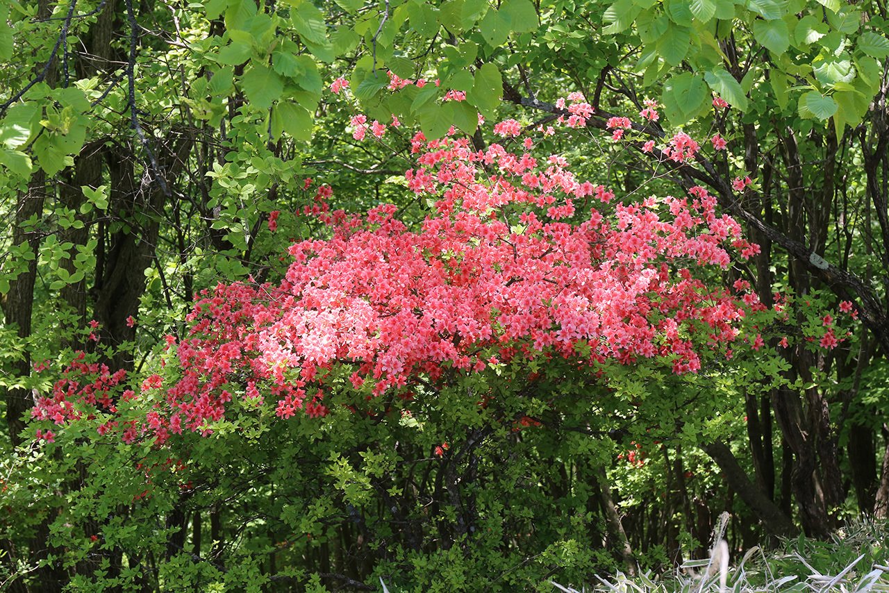 唯一。。特大の天然ミツバツツジ。 宮津の春を彩るミツバツツジ〜フォトジェニックな絶景スポット