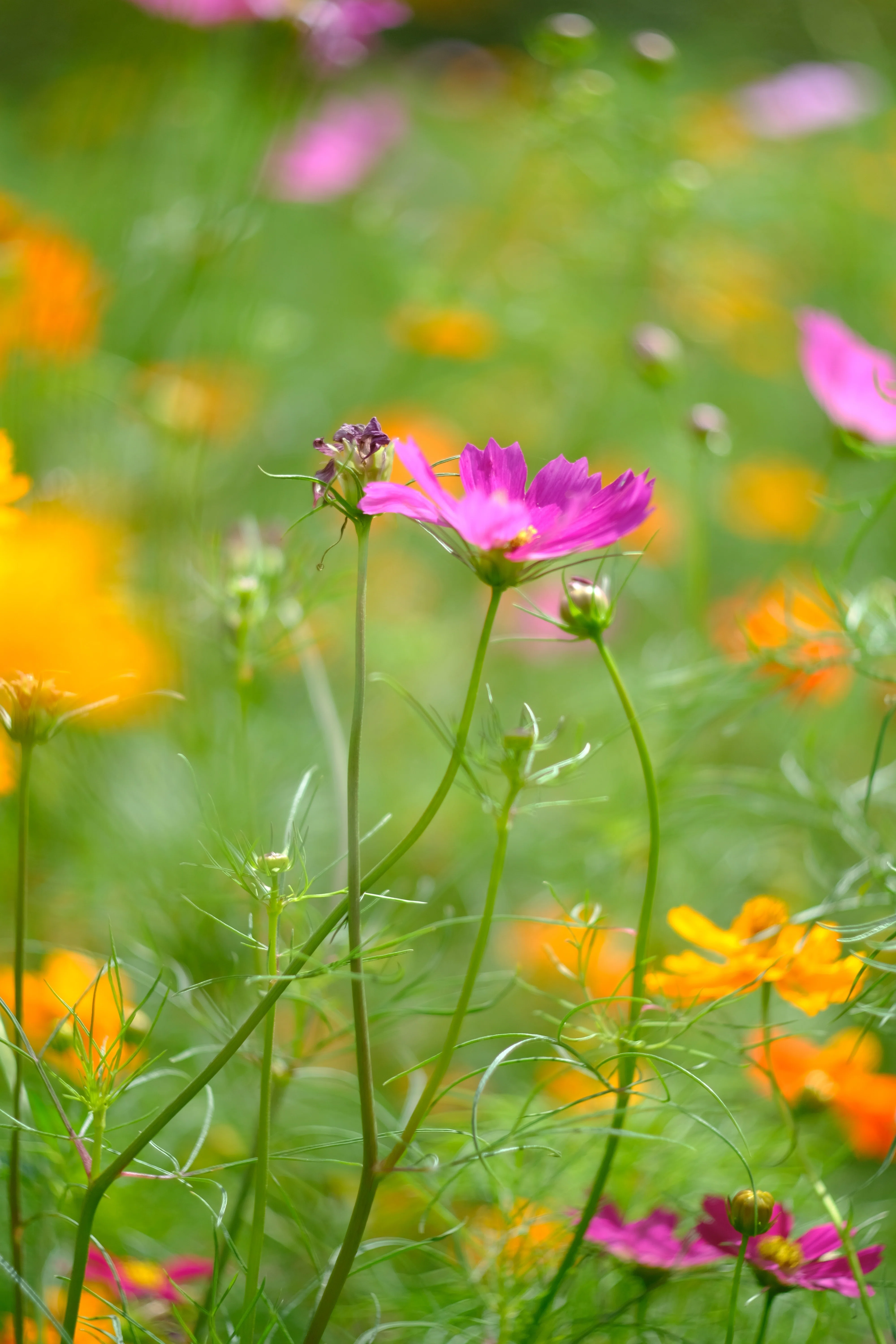 オールドレンズさんぽ：Canon R50mm F1.8｜あき＠写真好きYouTuber