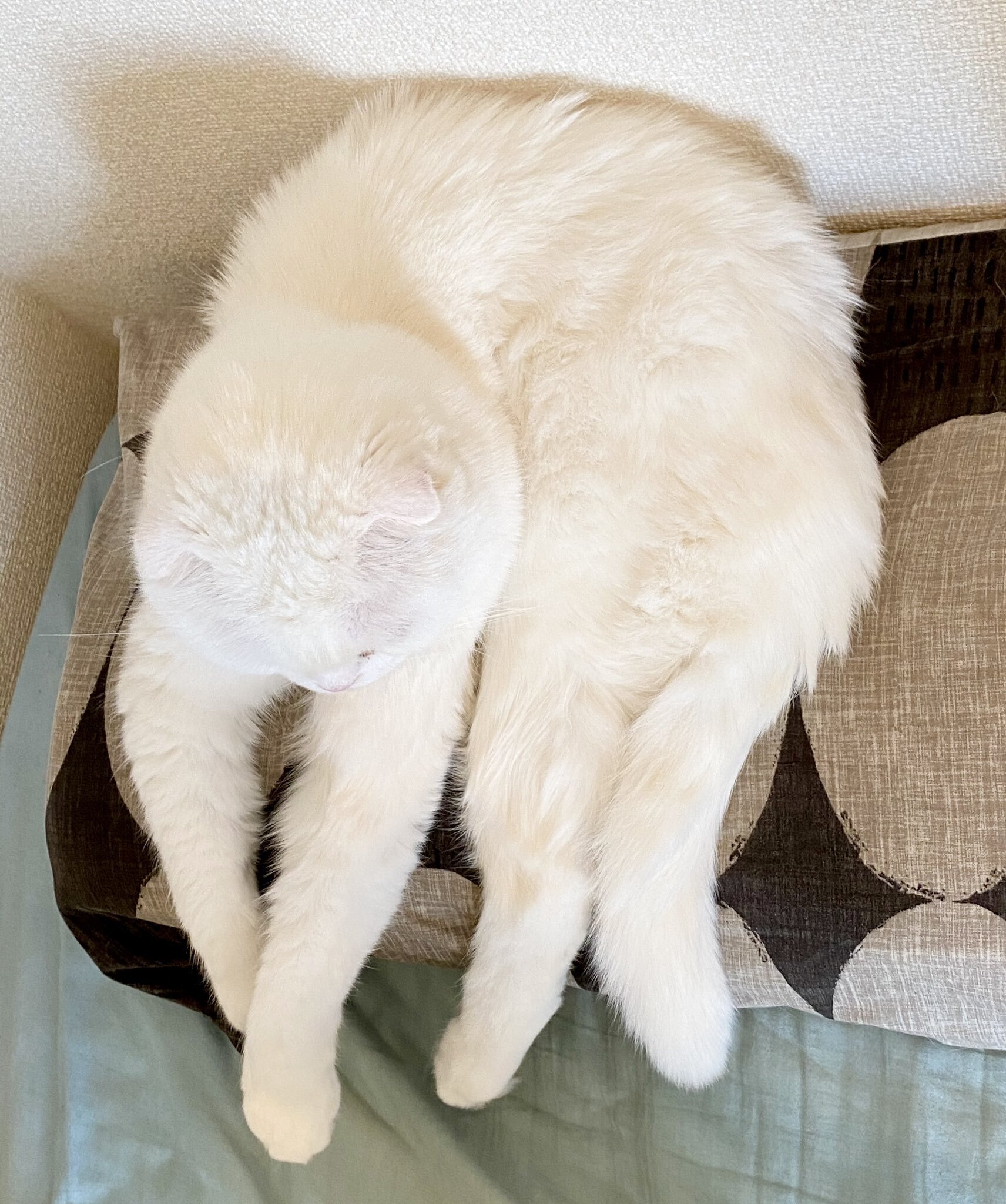 ネコノモテ ねこのせ リストレスト ミニ 灰ロシアン | リストレスト | PC周辺